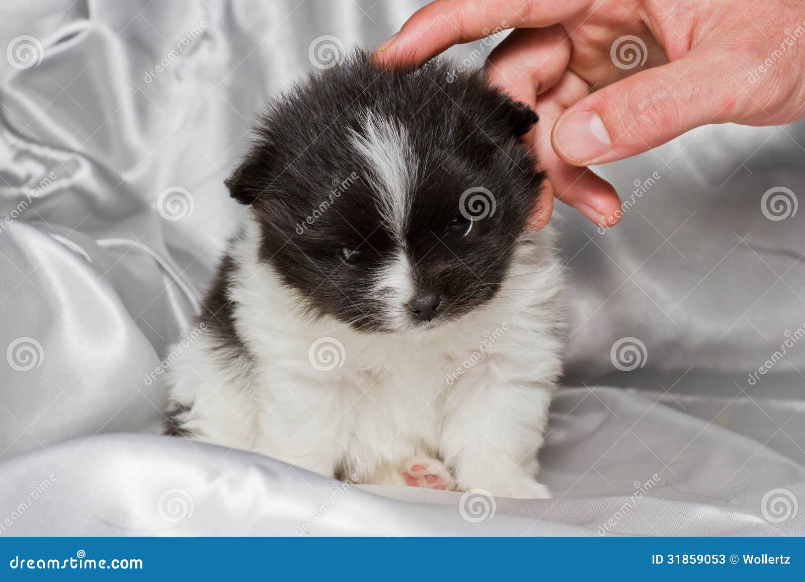 baby pomeranian pictures baby pomeranian stock photos image 31859053 baby pomeranian pictures baby pomeranian stock photos image 31859053