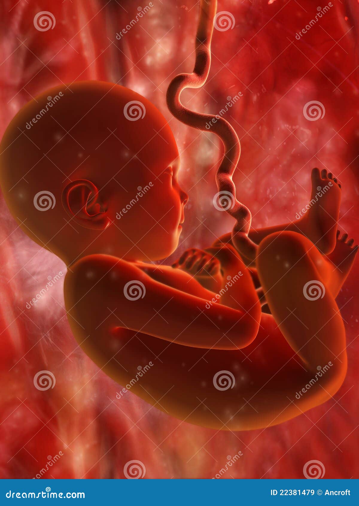 free clipart baby in womb - photo #45