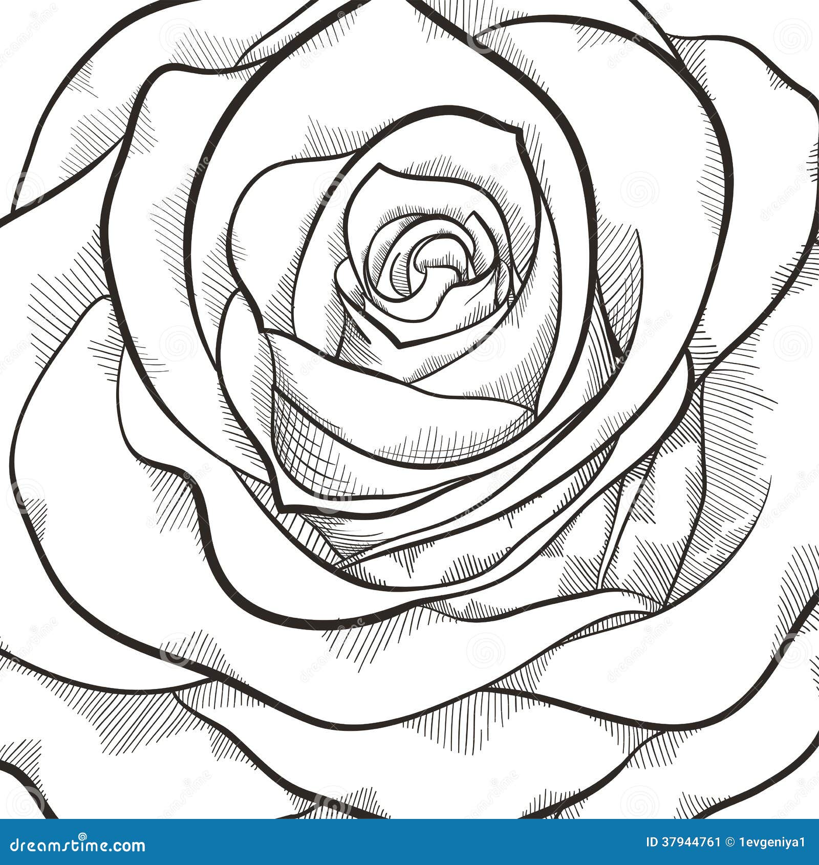 Rose Black And White Outline