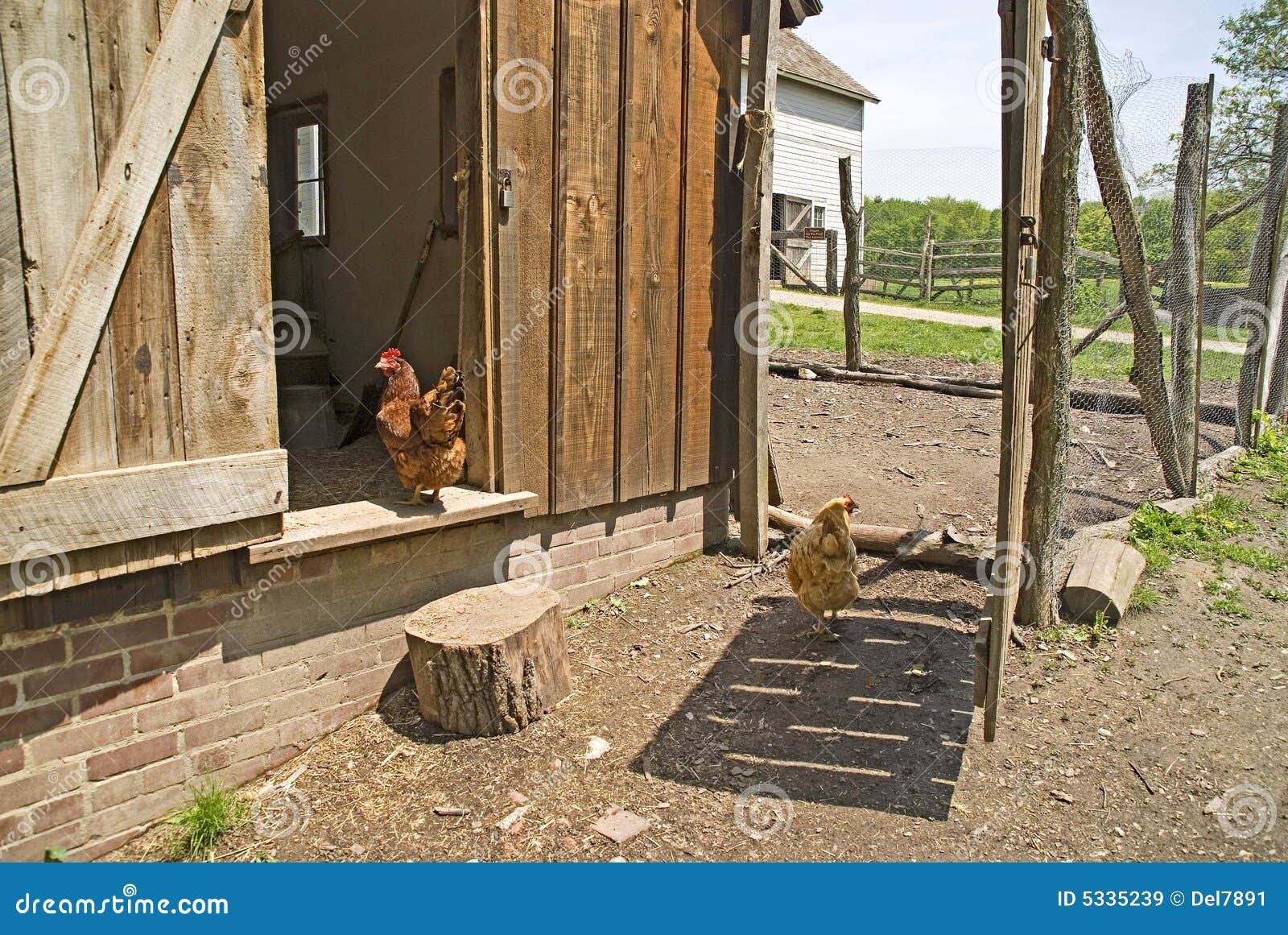 Chickens outside chicken coop, Bailey farm, dunes state park.