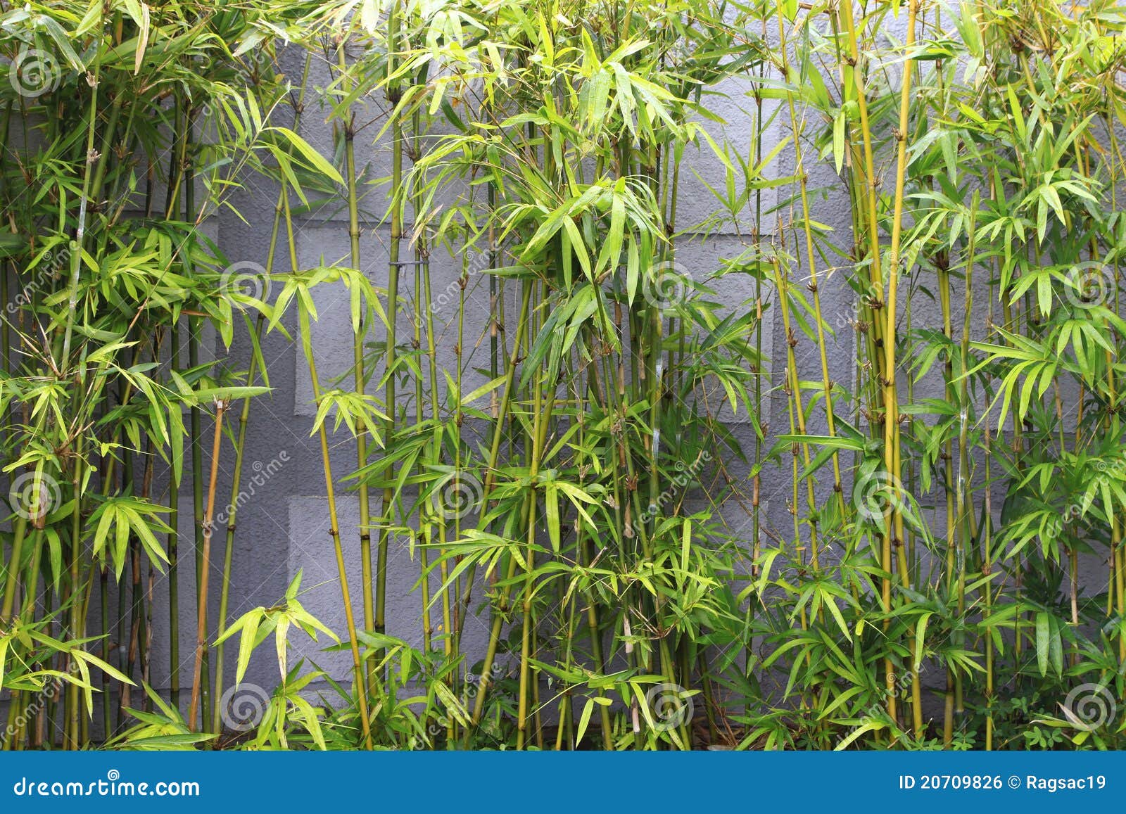 Garden Bamboo Garden