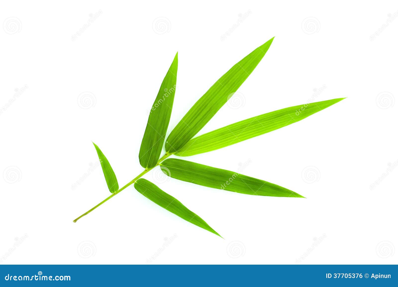 Bamboo Leaf Royalty Free Stock Image Image 37705376