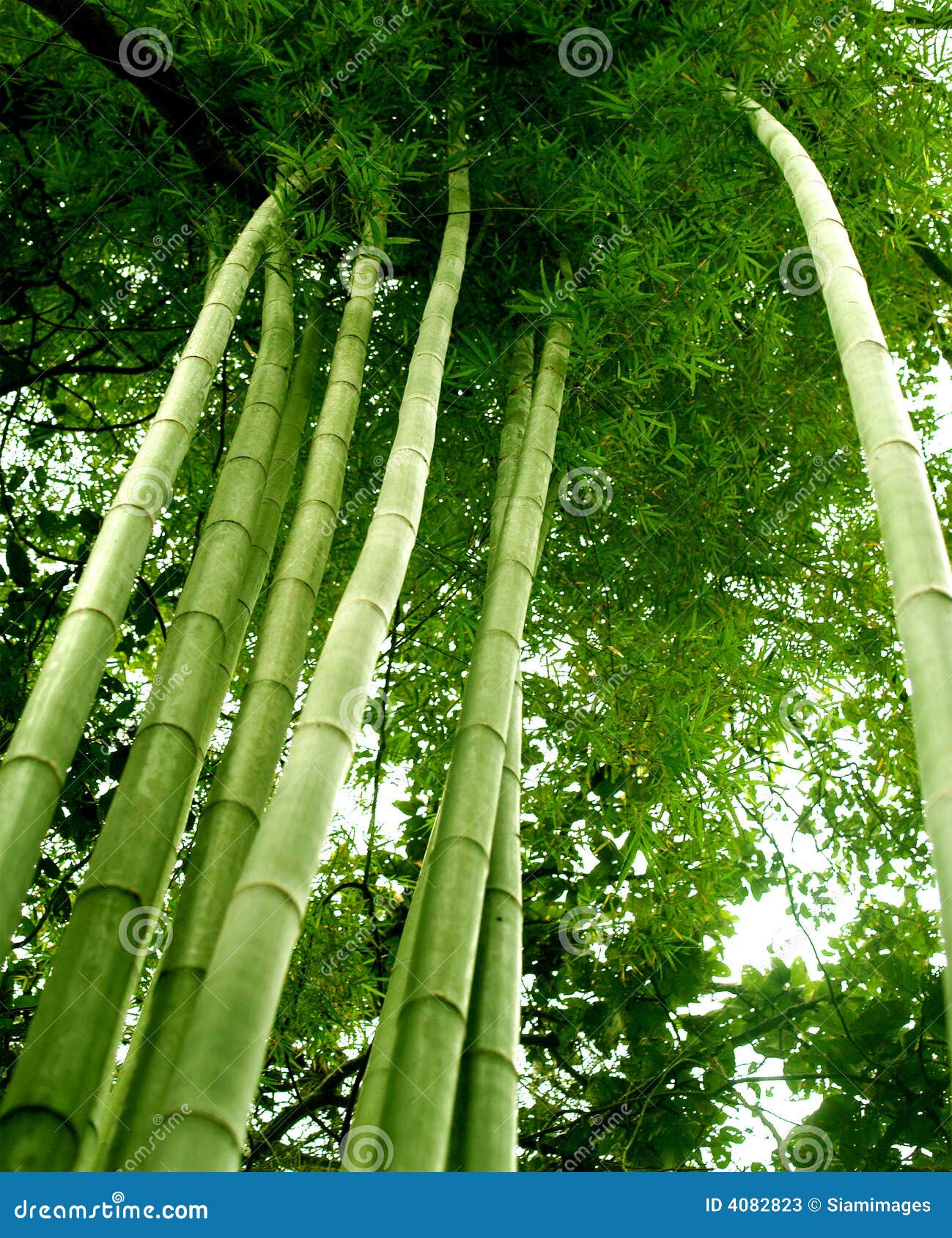 bambus baum
