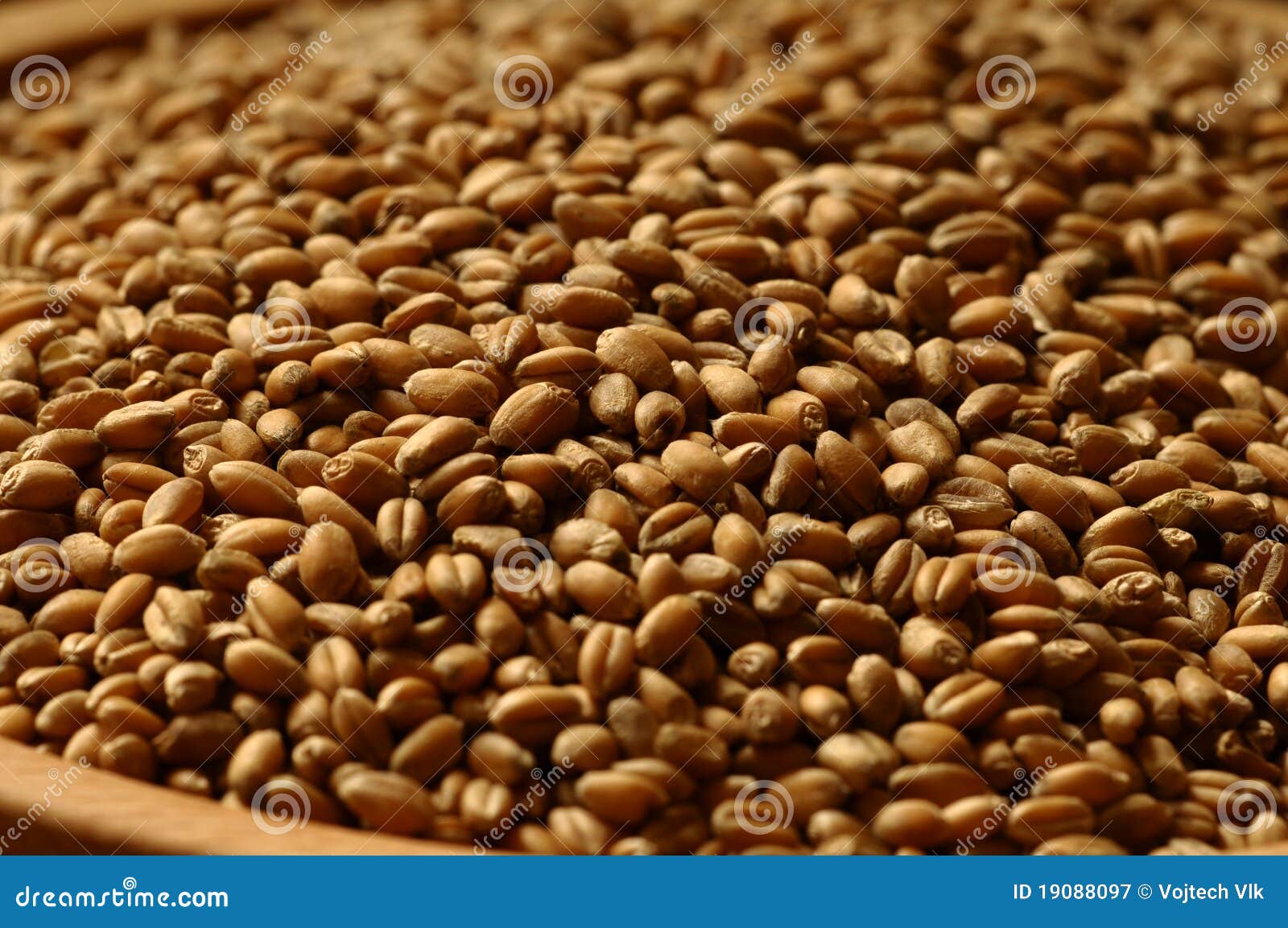 Barley Beans Royalty Free Stock Photography Image 19088097