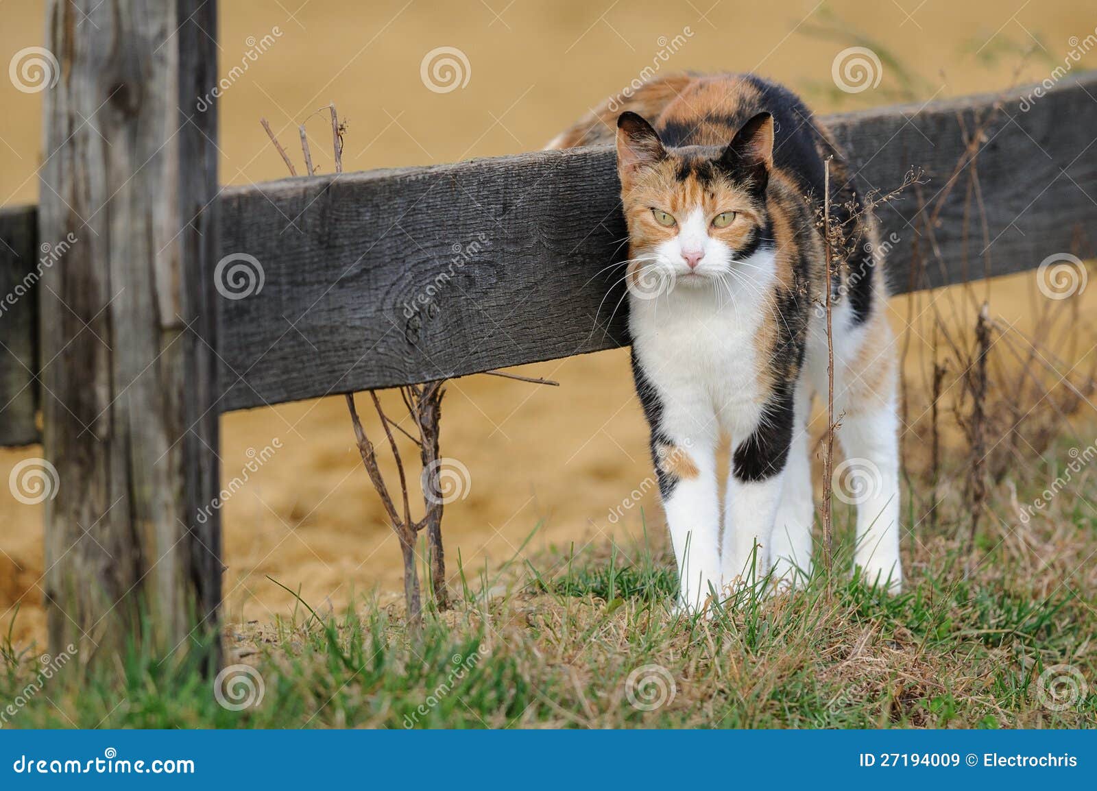 Barn Cat Royalty Free Stock Images Image 27194009