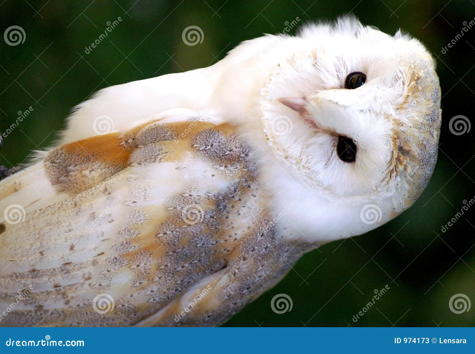 Barn Owl - Hedwig Stock Photos - Image: 974173