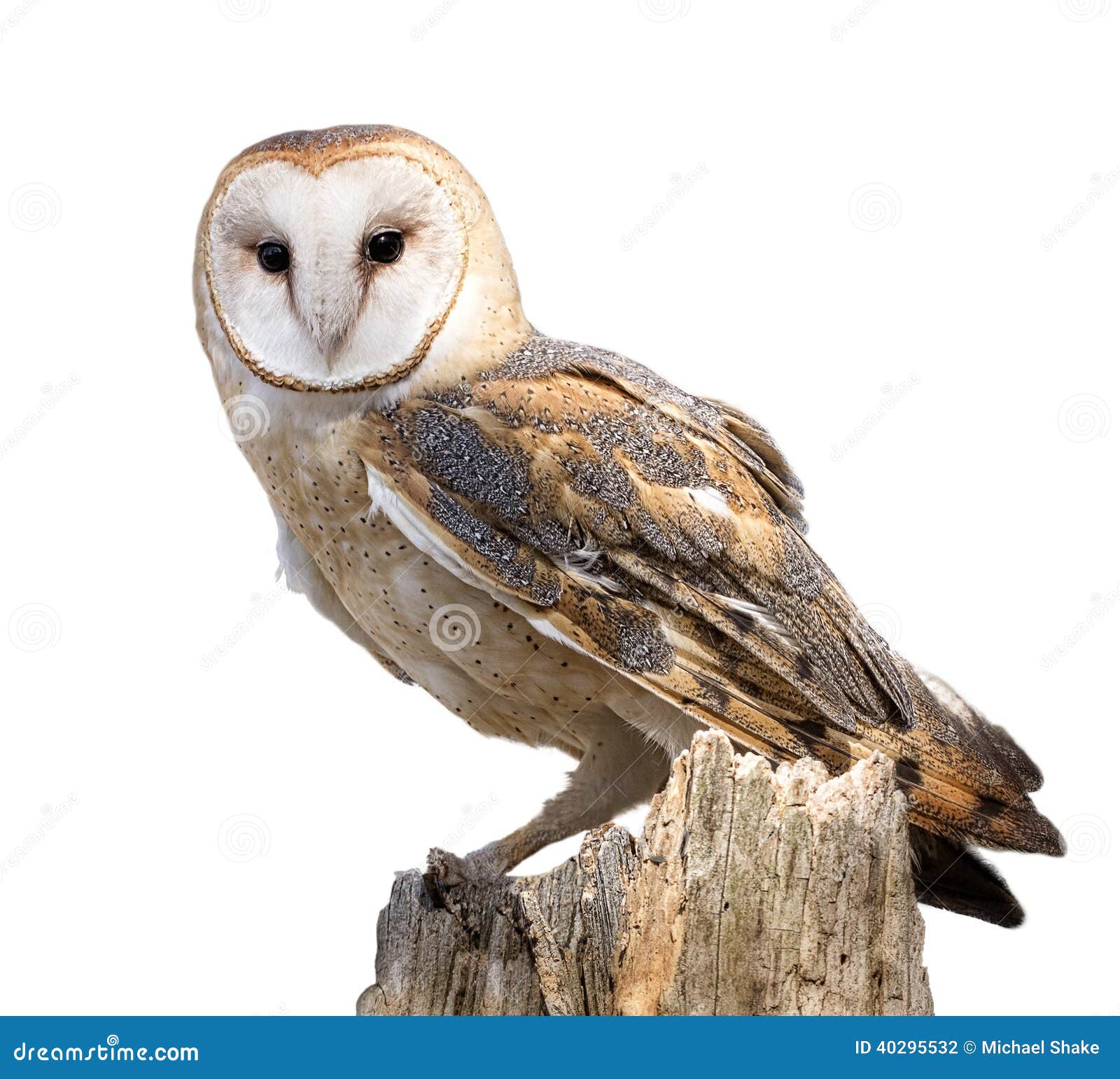 Barn Owl Stock Photo - Image: 40295532