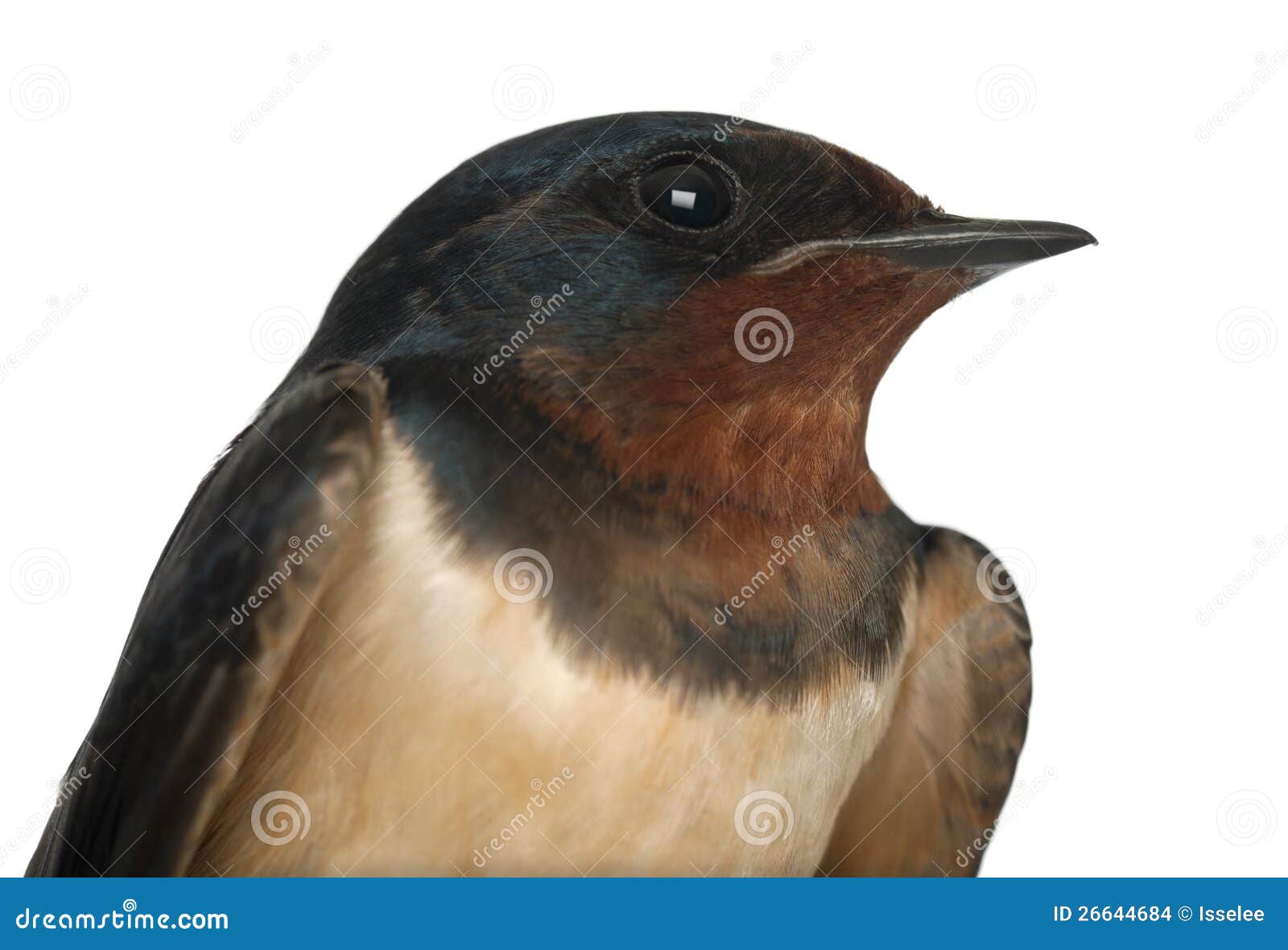 Close Up Swallow 13