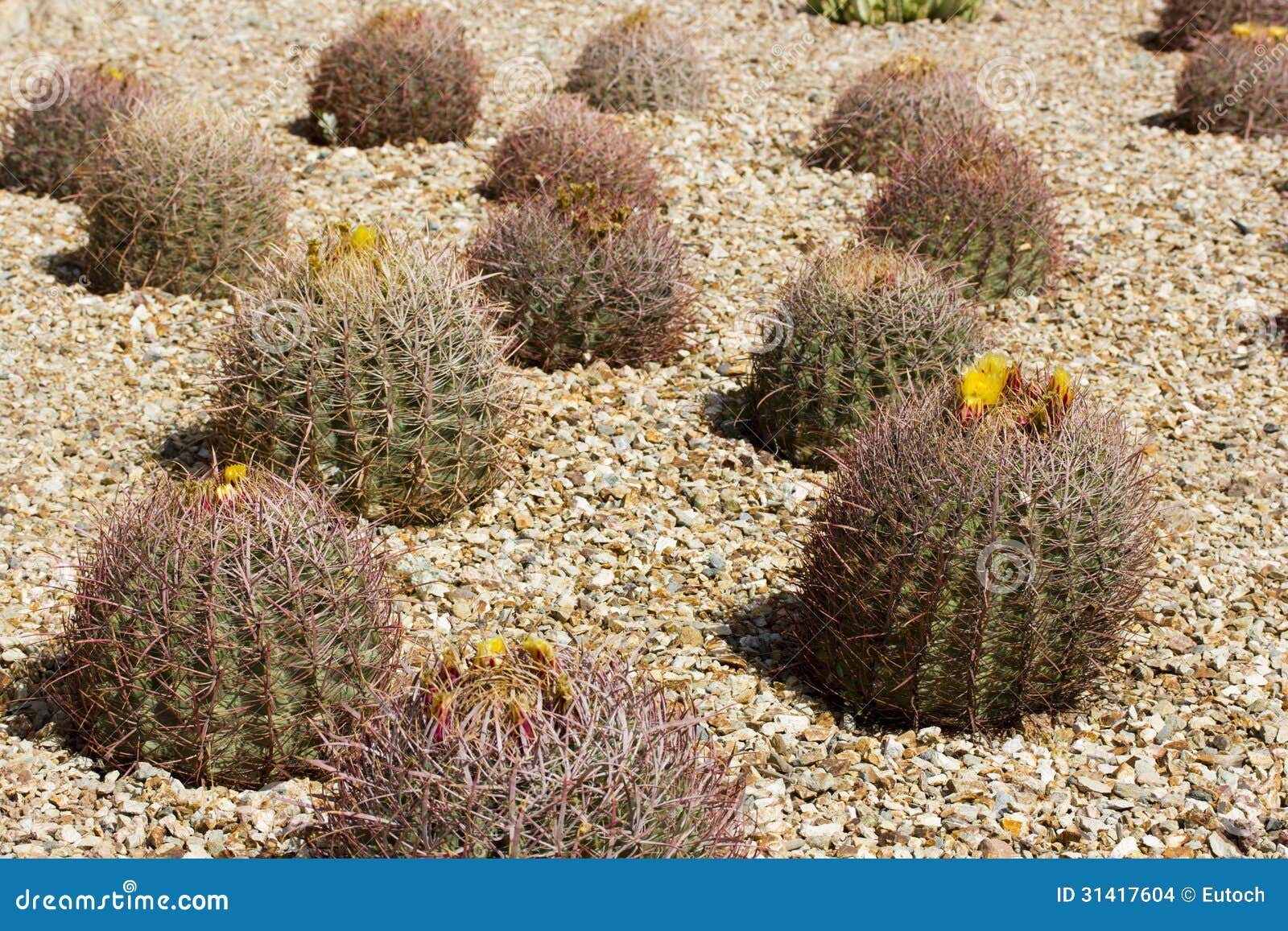 Barrel Cactus