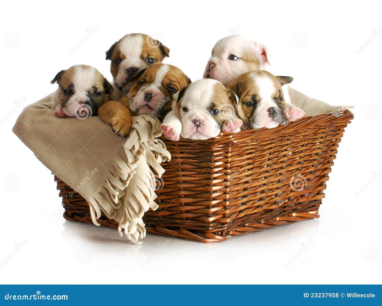 basket of puppies basket of puppies royalty free stock photos image 23237958 basket of puppies basket of puppies royalty free stock photos image 23237958