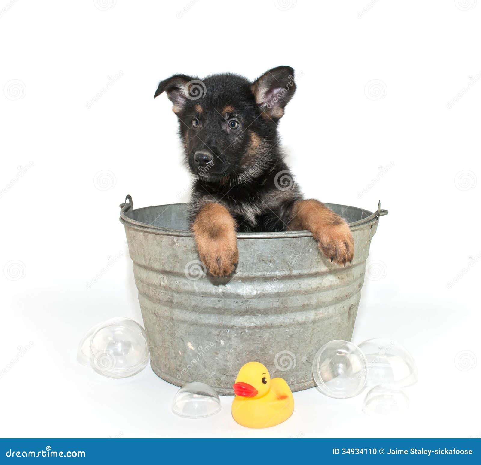 puppy tubs bath time stock photo image 34934110 puppy tubs bath time stock photo image 34934110