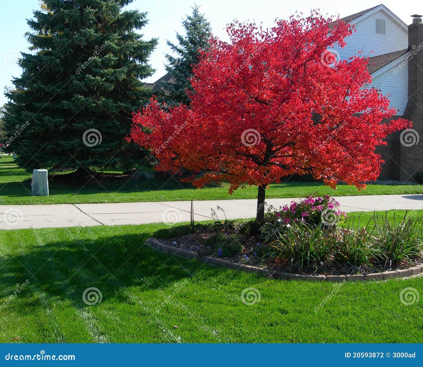 Baum Im Herbst Mit Vibrierenden Roten Blättern ...