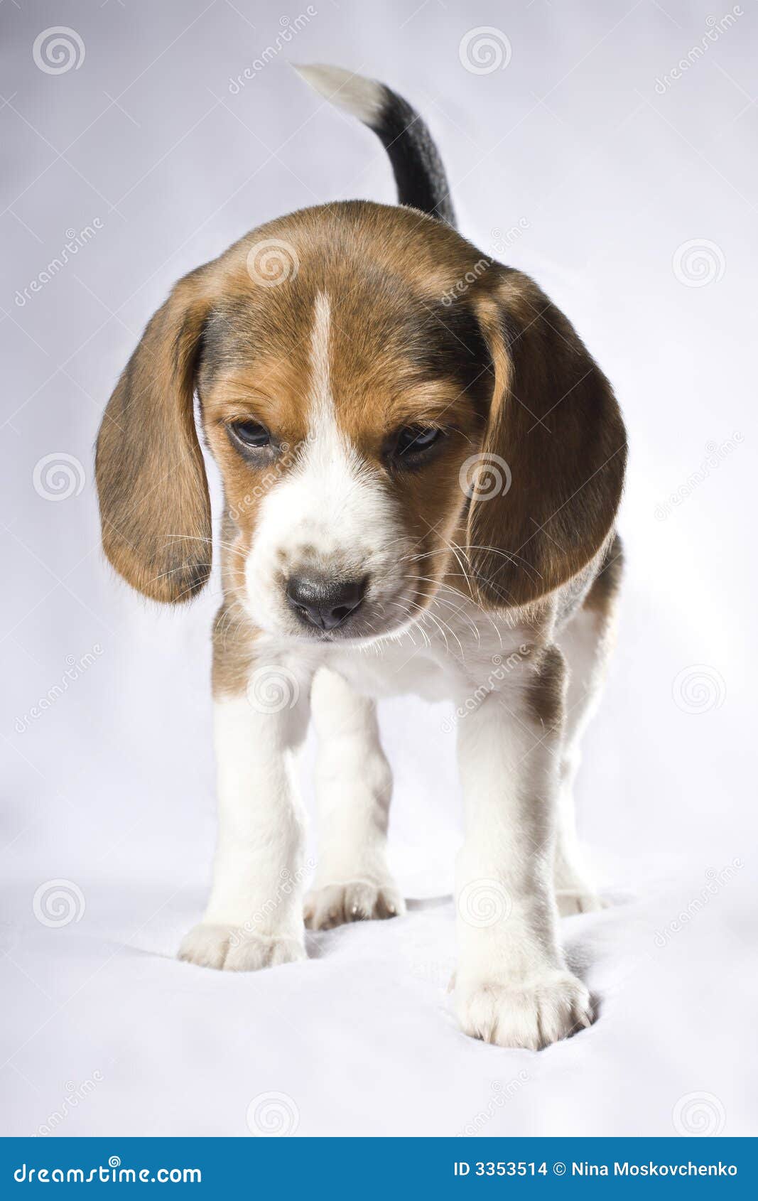 Beagle Puppy Stock Images - Image: 3353514