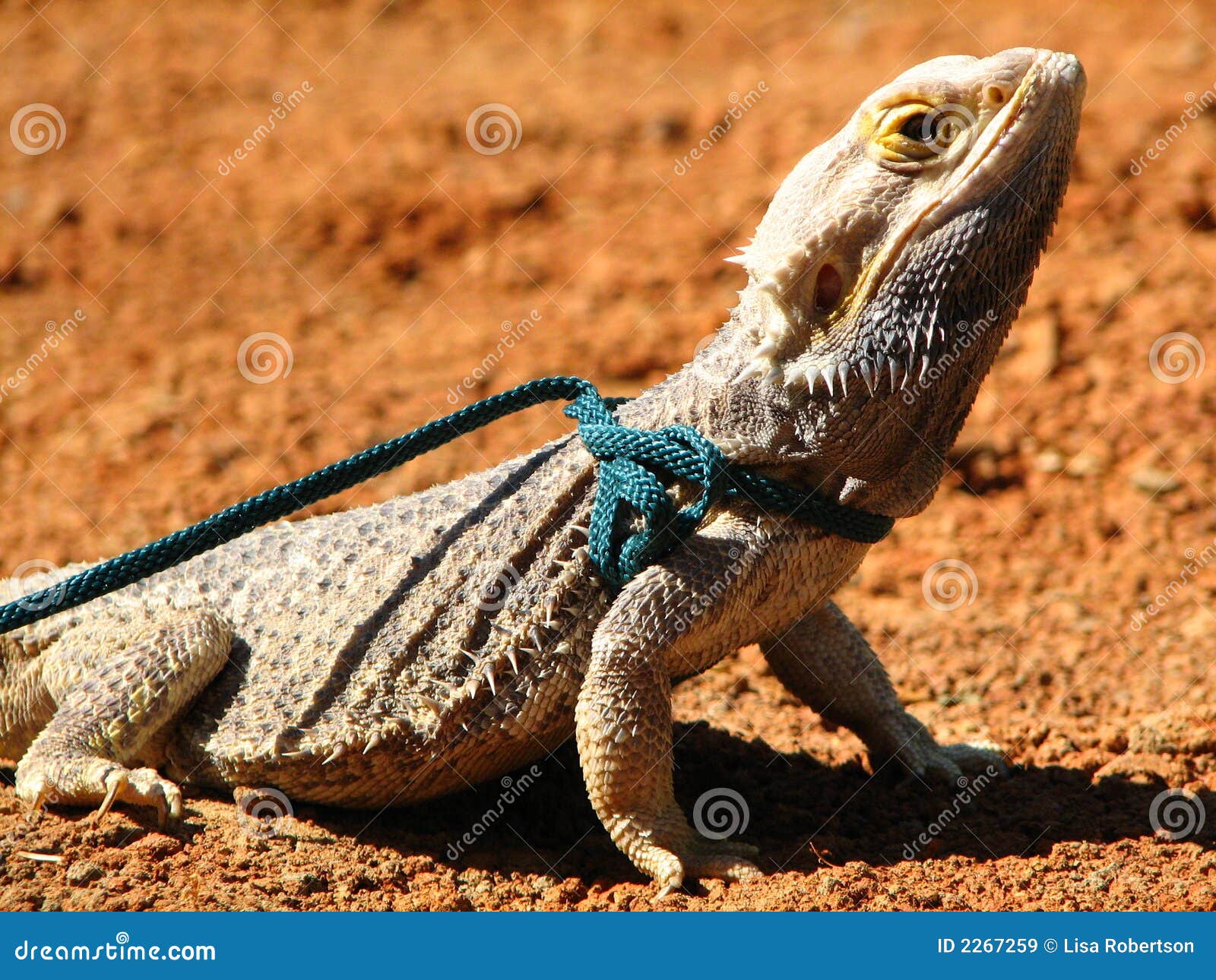 iguana or bearded dragon