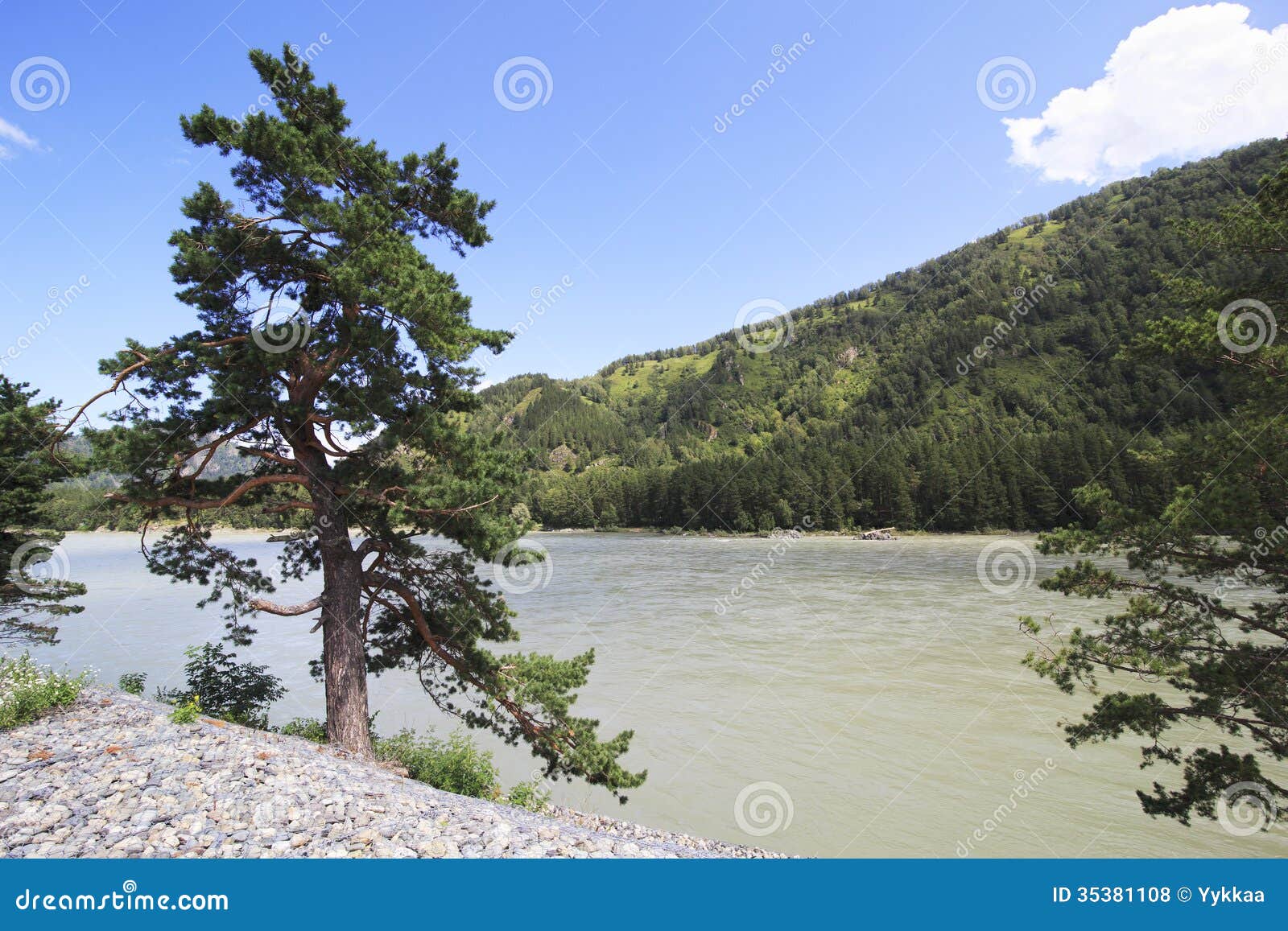 ... de droits: Beau paysage de la riviÃ¨re Katun de montagne. Altai