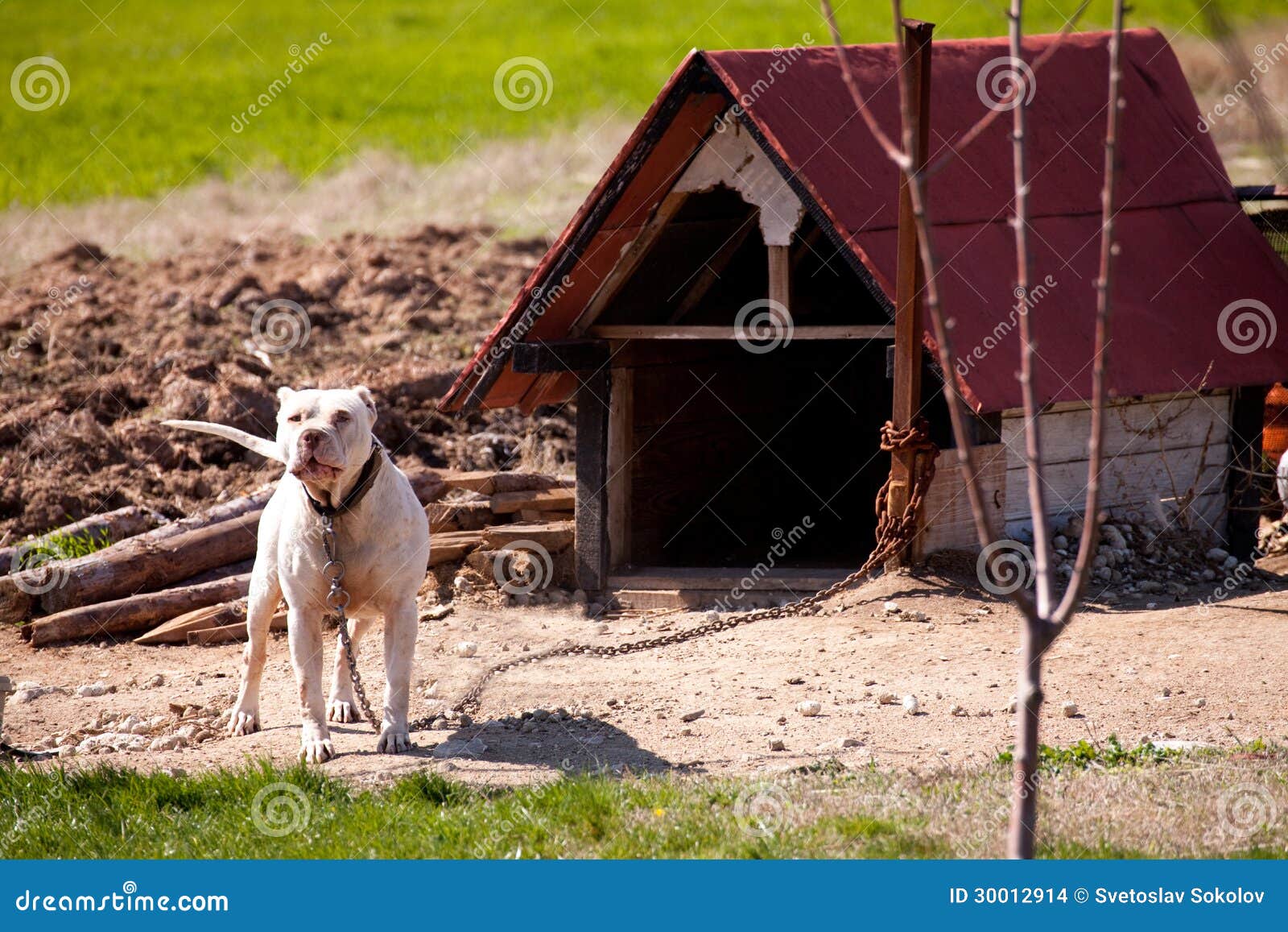 Pitbull Dog House