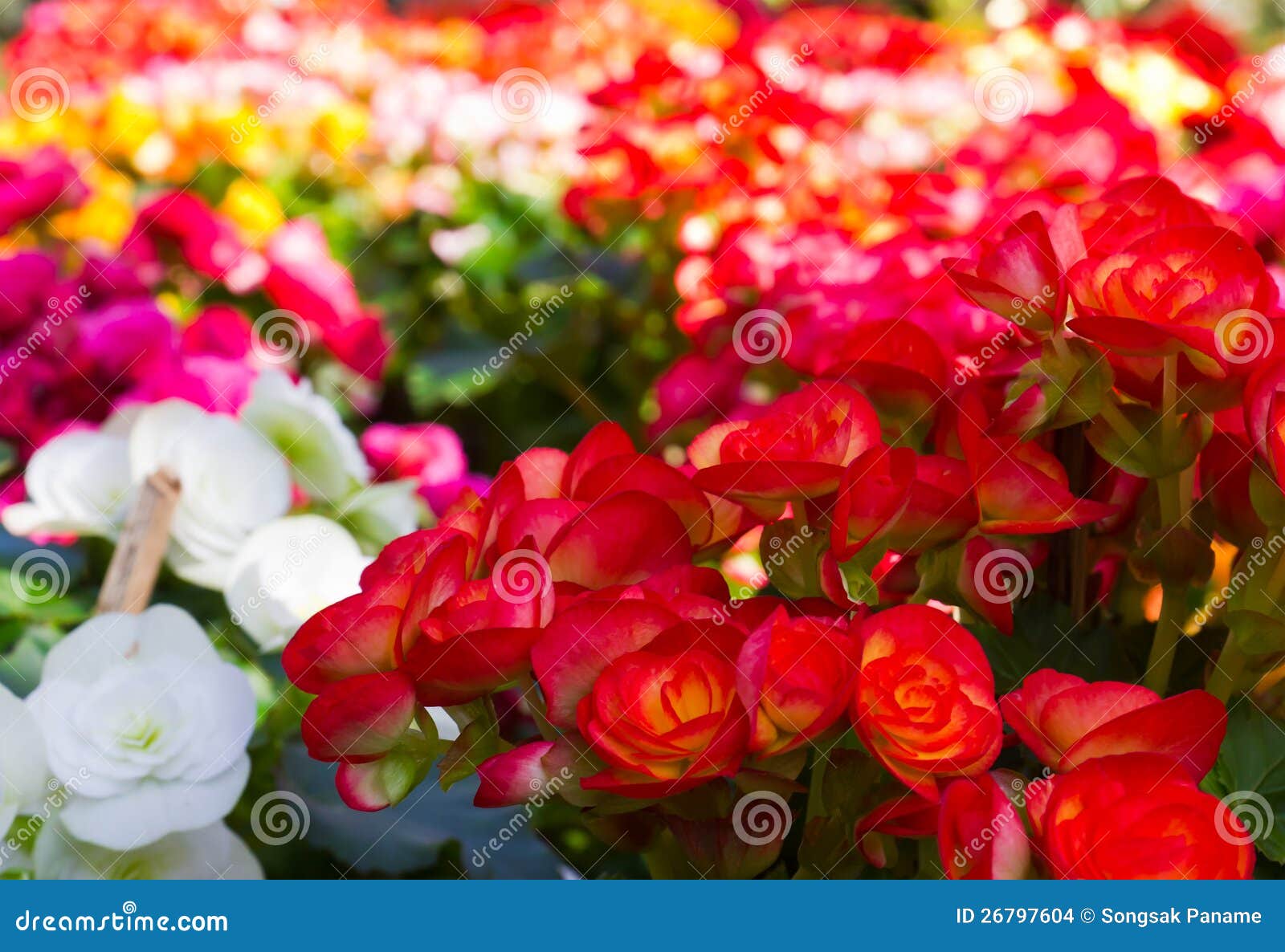 Beautiful Flower Garden Photography