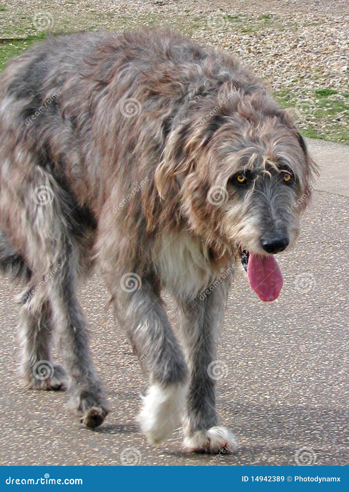 beautiful-irish-wolfhound-dog-14942389.jpg