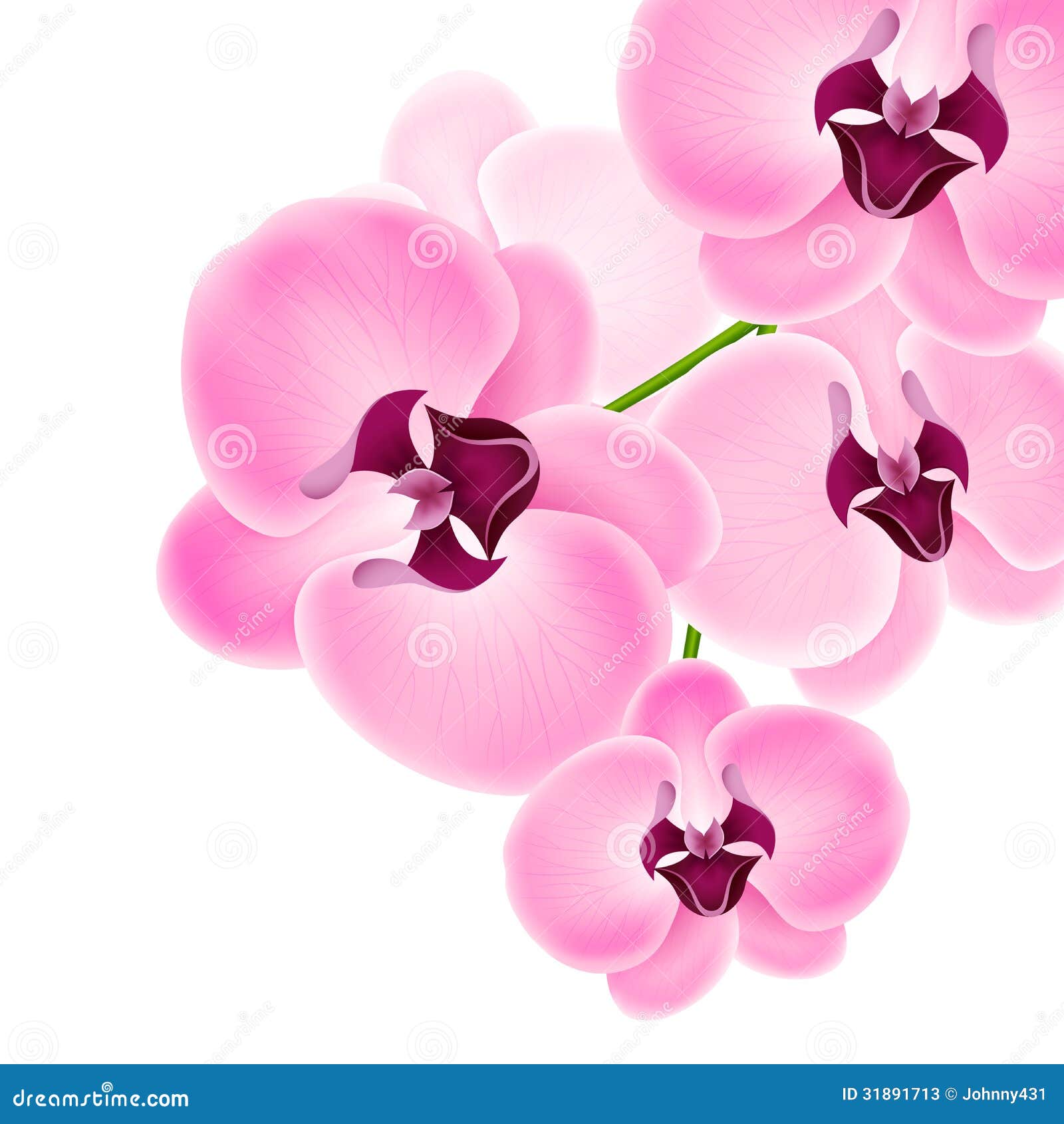 White Orchid Vector