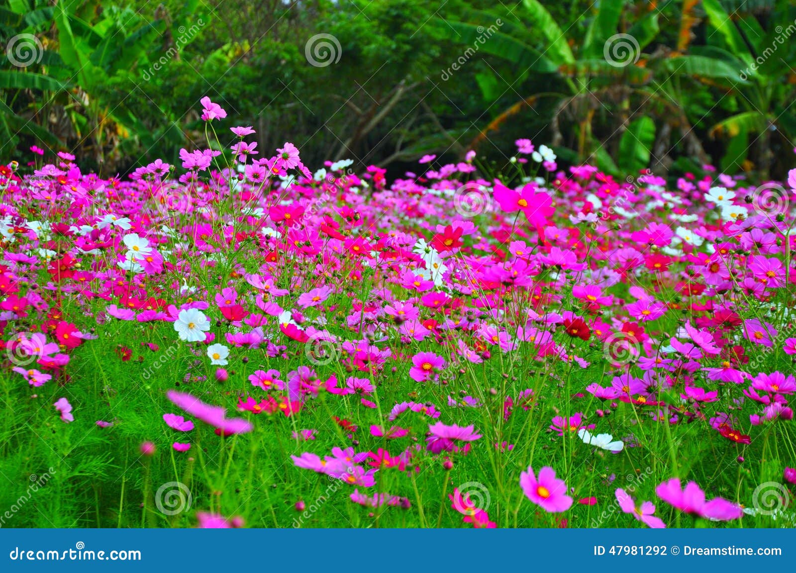 Beautiful Pink Flower Gardens