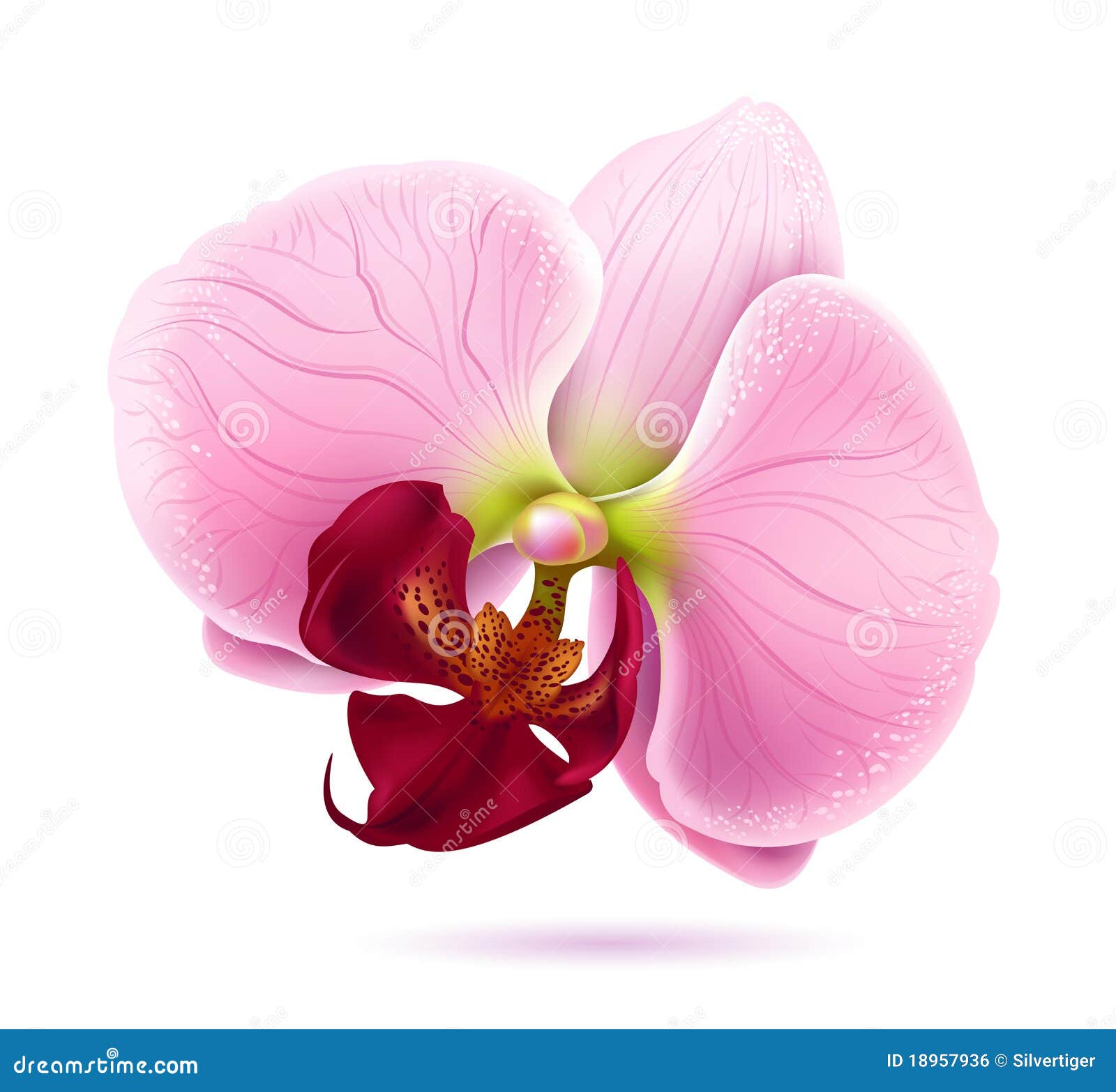 Pink Orchid Drawing