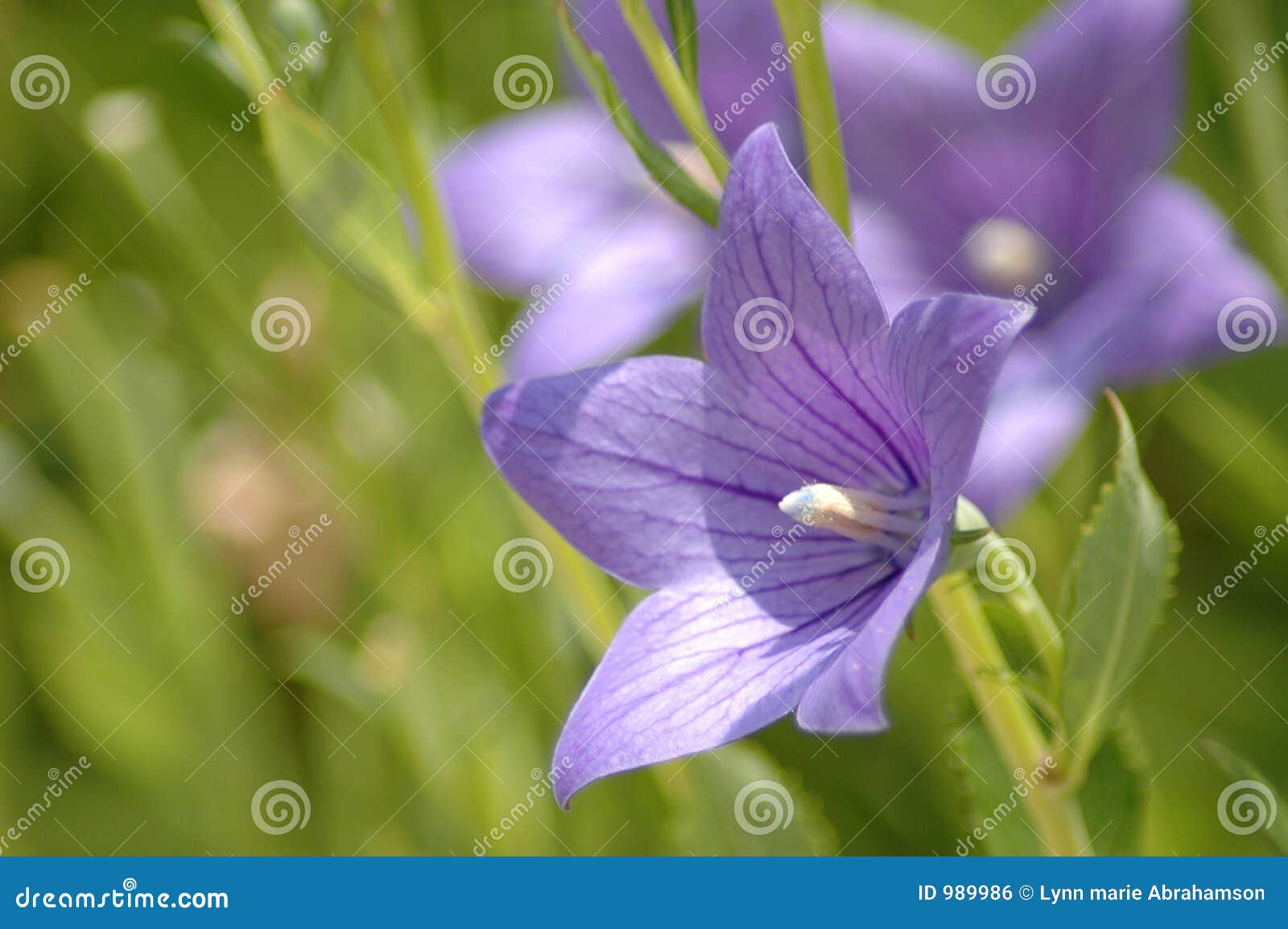 Beautiful Purple Flower Royalty Free Stock Image - Image: 989986