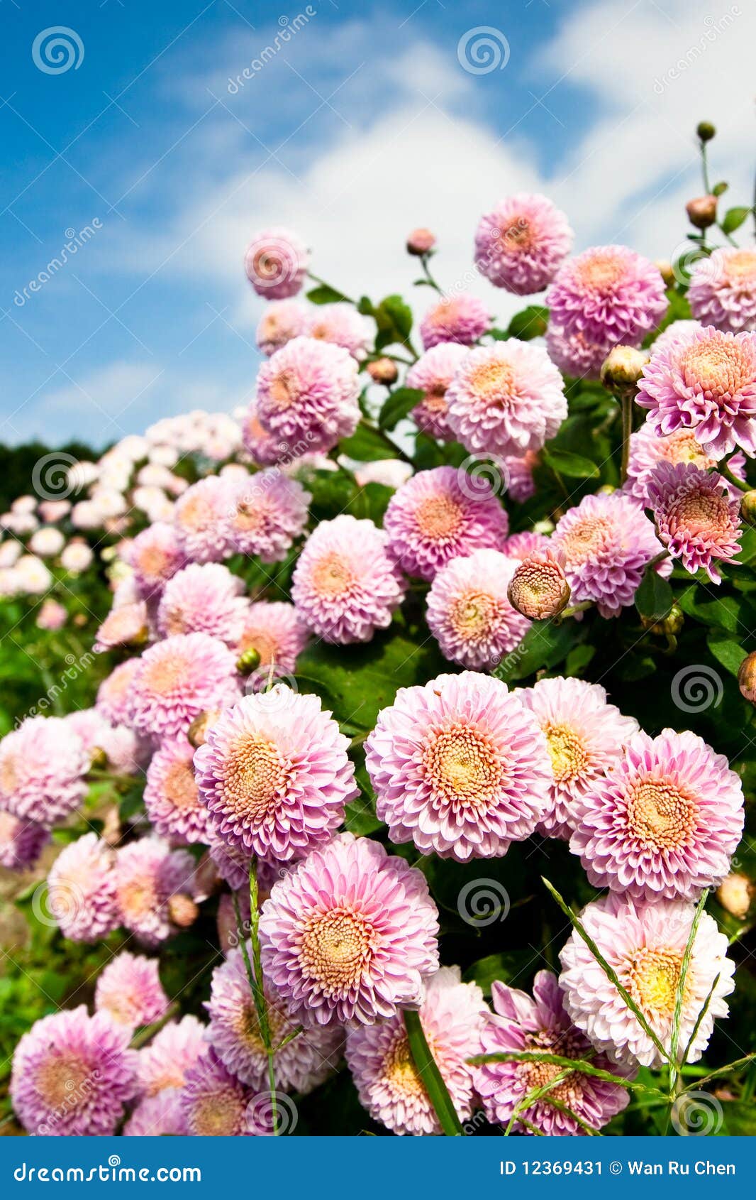 Beautiful Purple Flowers Stock Image - Image: 12369431