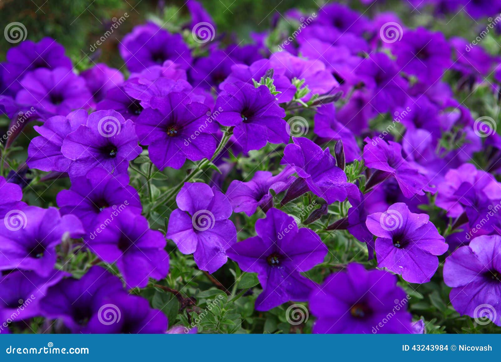 Beautiful Purple Flowers Stock Photo - Image: 43243984