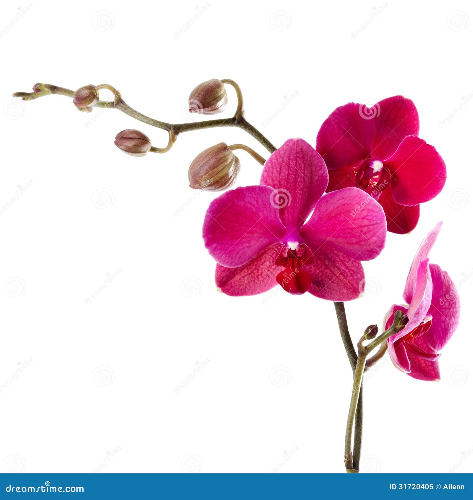 Purple Orchid White Background