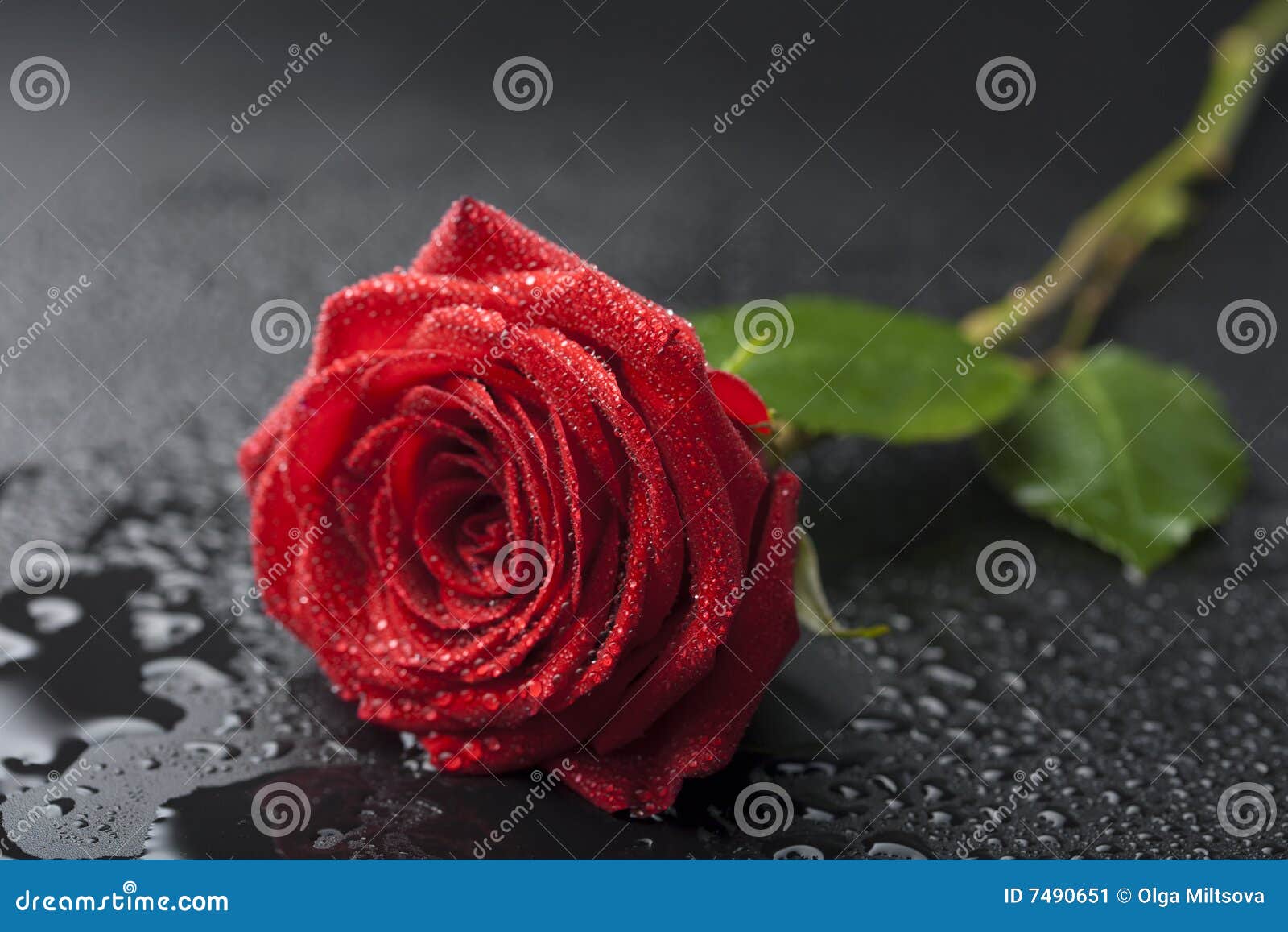 Red Roses With Water Drops With Black Background