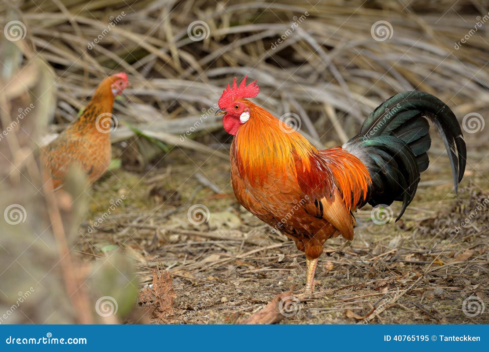 Beautiful Rooster Stock Photo - Image: 40765195 Beautiful Rooster Stock Photo - Image: 40765195