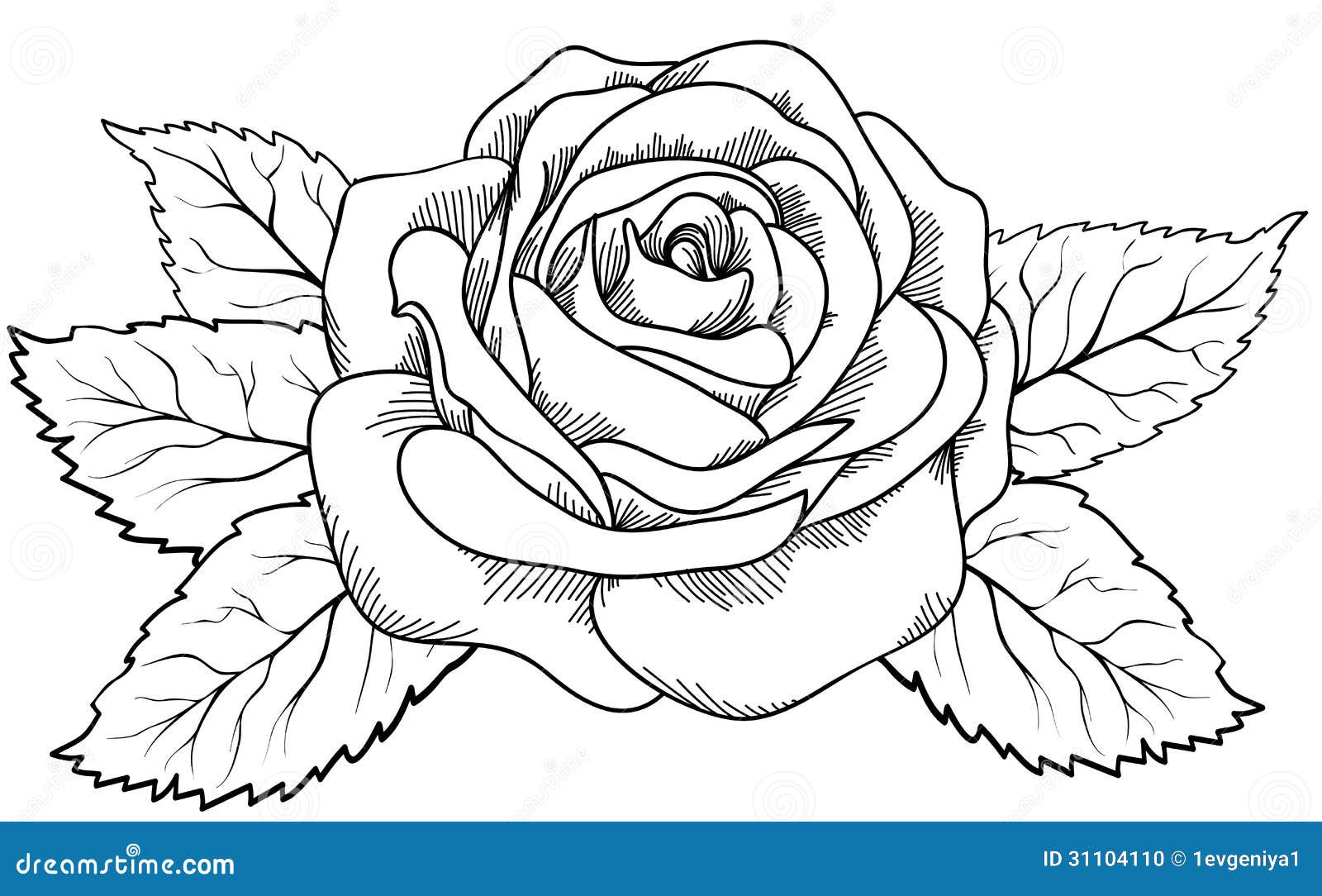 Realistic Black And White Rose Drawing