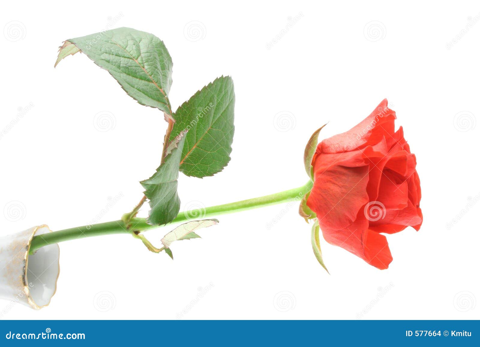 Single White Rose In Vase