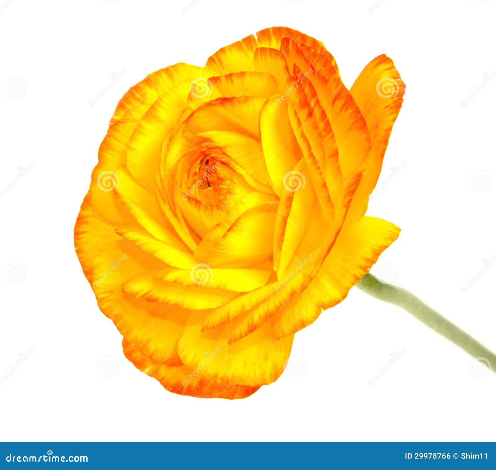 Single Flower White Background No Watermark