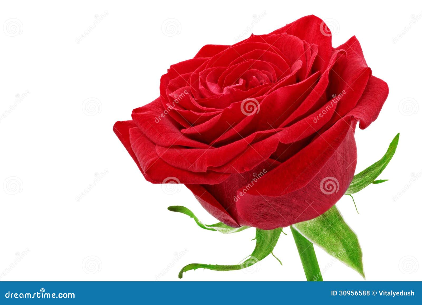Beautiful Single Red Rose Wallpapers