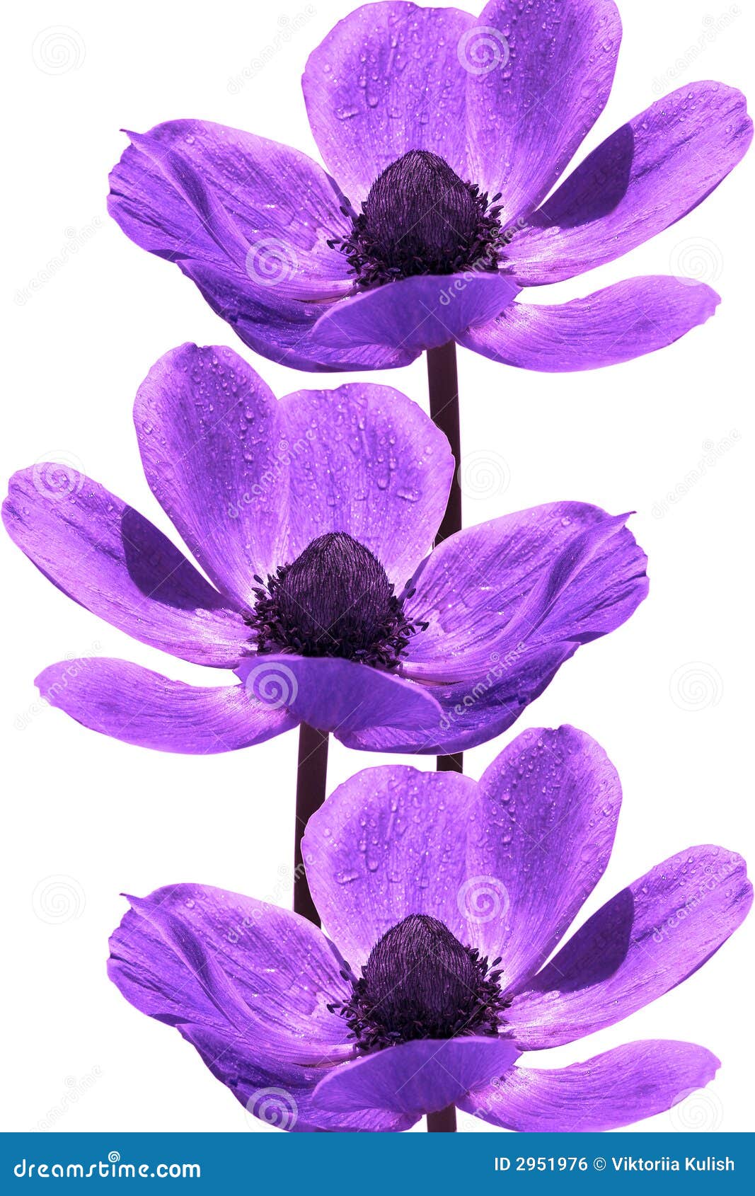 Beautiful Violet Flowers Royalty Free Stock Image - Image: 2951976