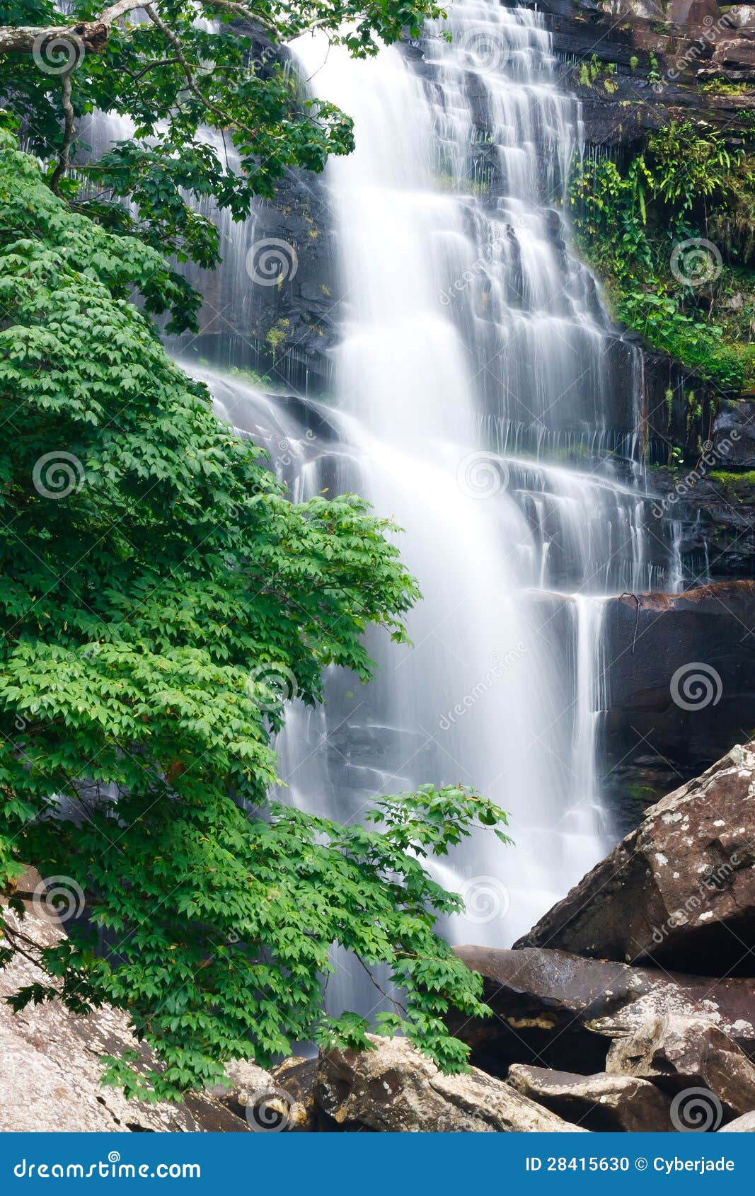 Beautiful Waterfall And Green Maple Tree Stock Photo Image 28415630