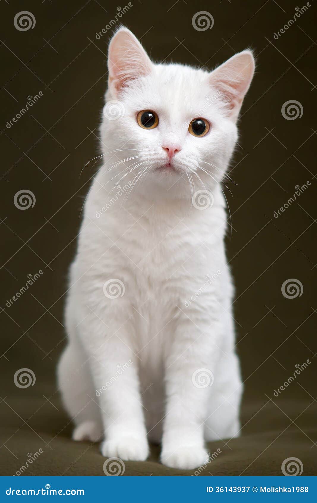 White Cat Blue Eyes