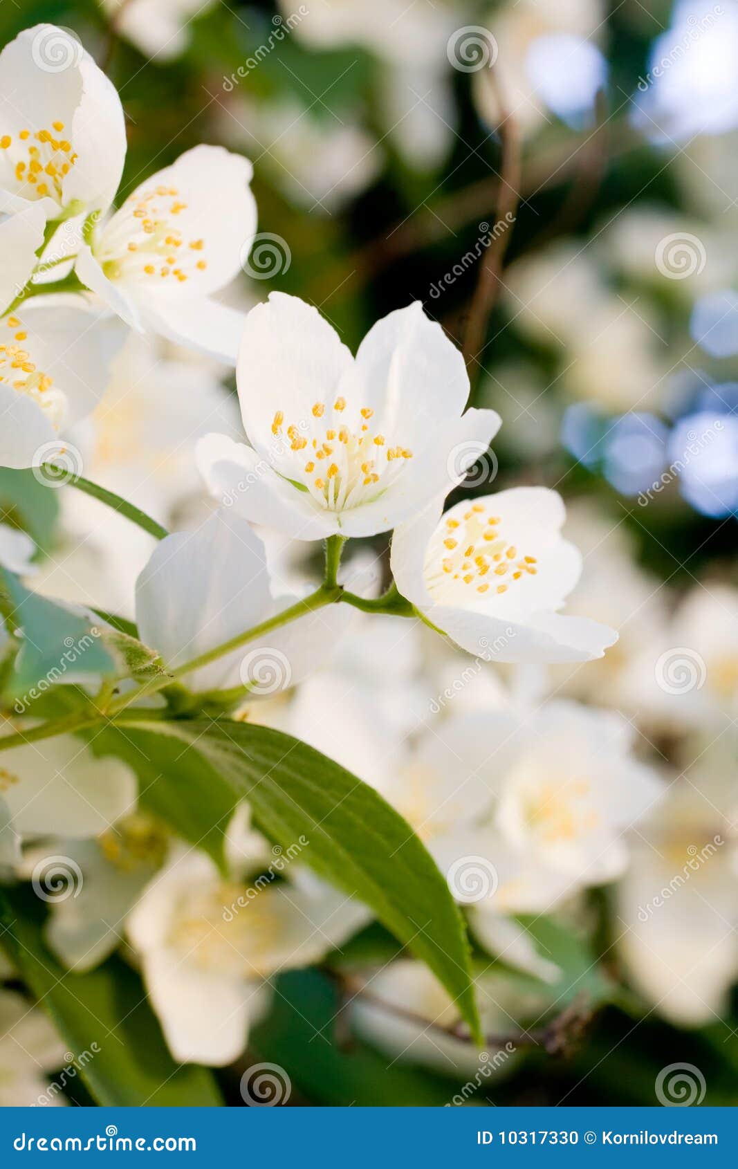 Beautiful White Flowers Stock Photo - Image: 10317330