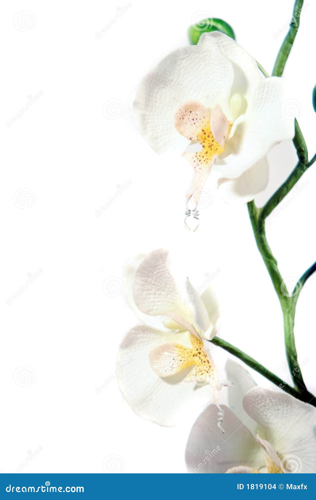 White Orchid Background
