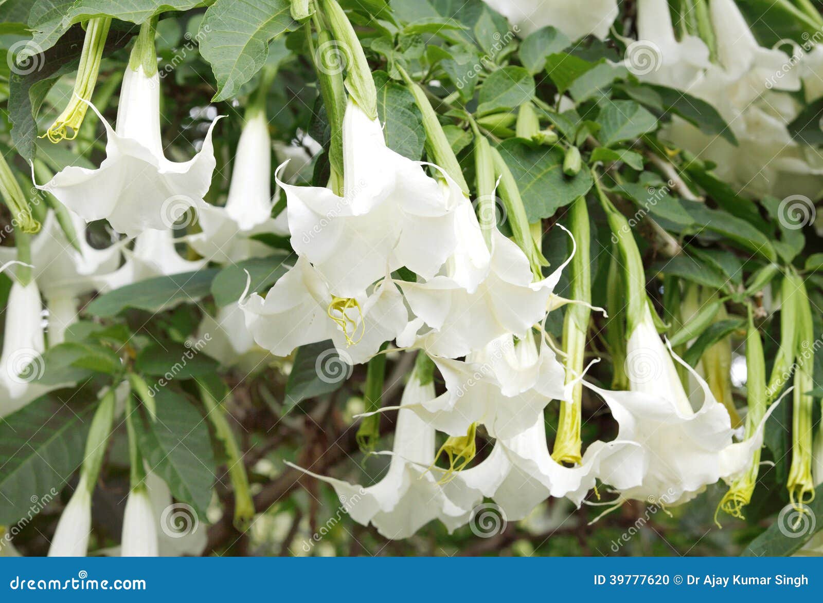 beautiful white vine flowers stock photo image 39777620 beautiful white vine flowers stock photo image 39777620