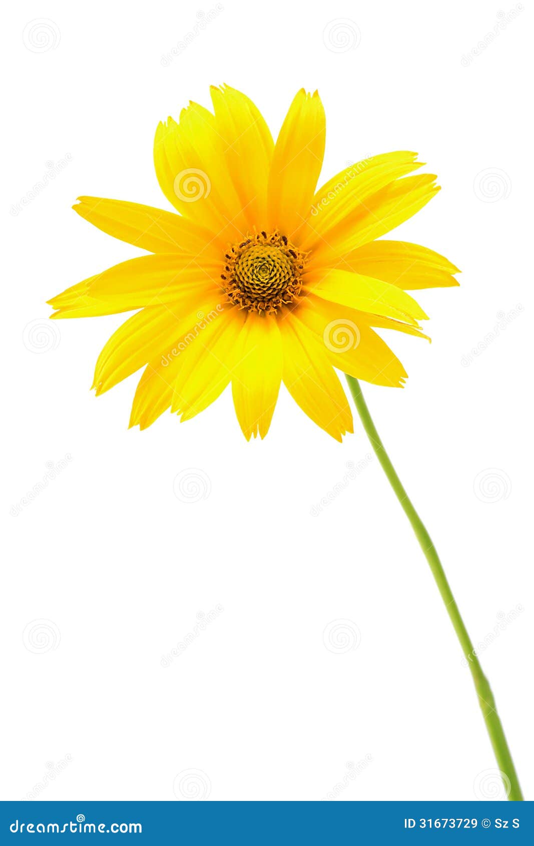 Beautiful Yellow Flower Isolated On White Background ...
