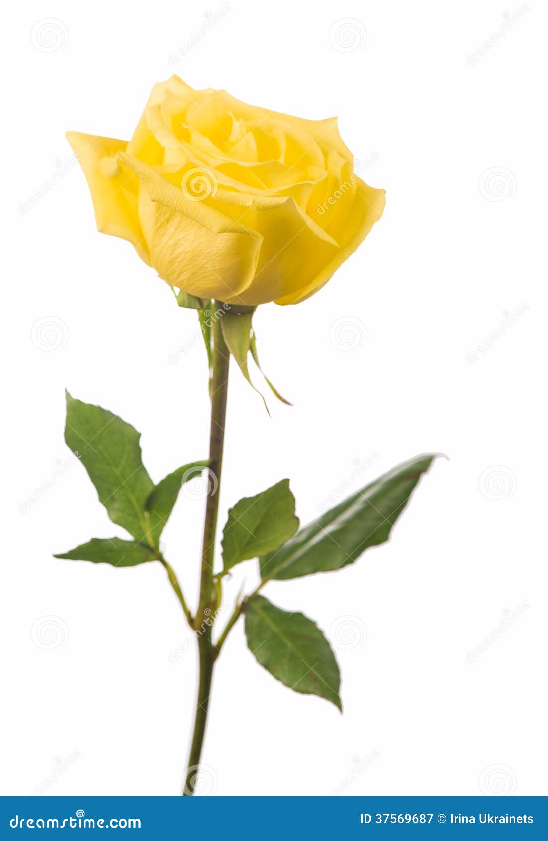 clipart rose jaune - photo #39