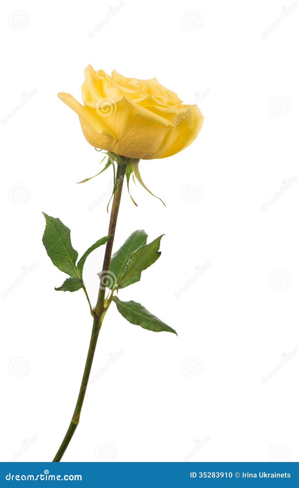 clipart rose jaune - photo #35