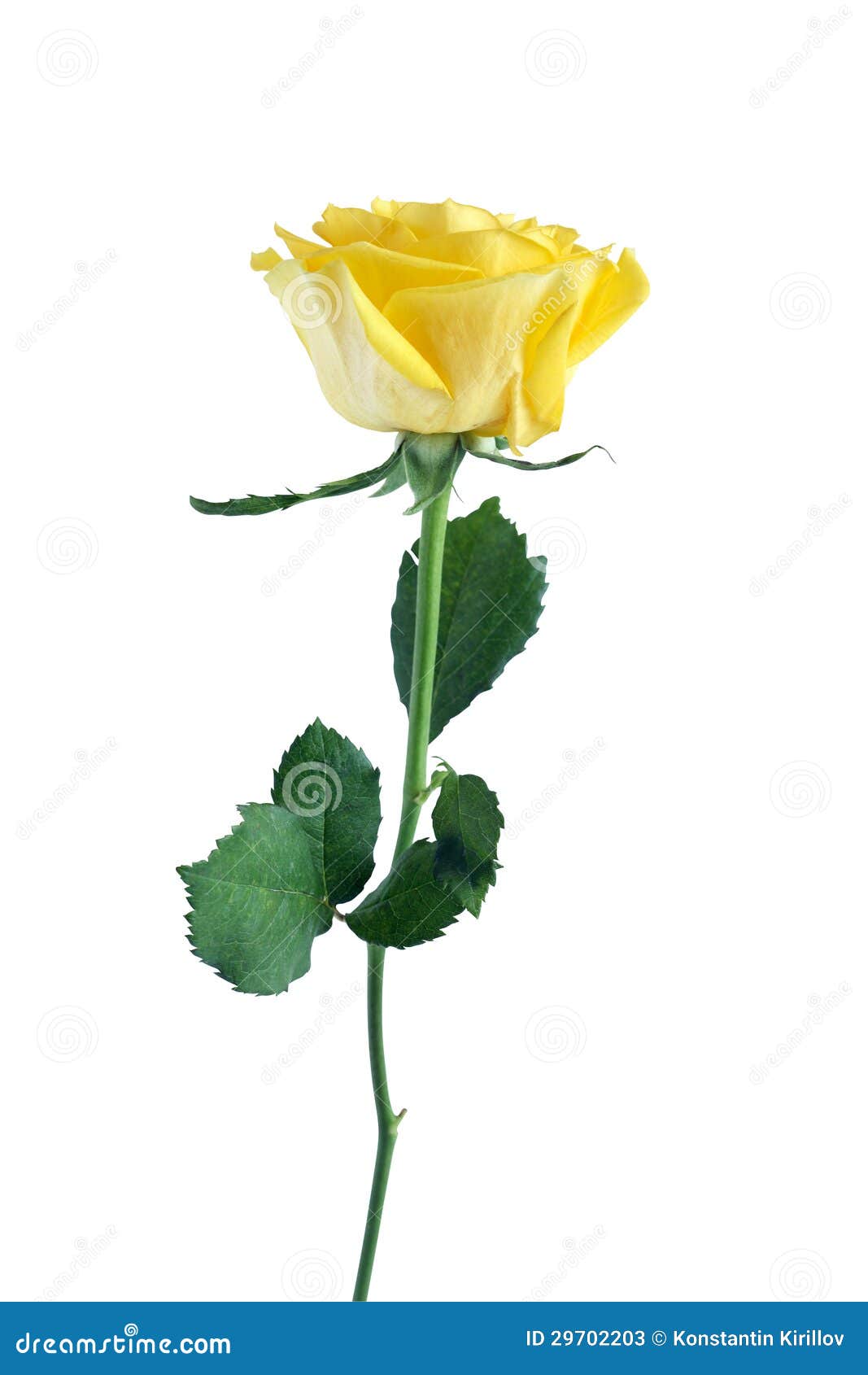 clipart rose jaune - photo #36