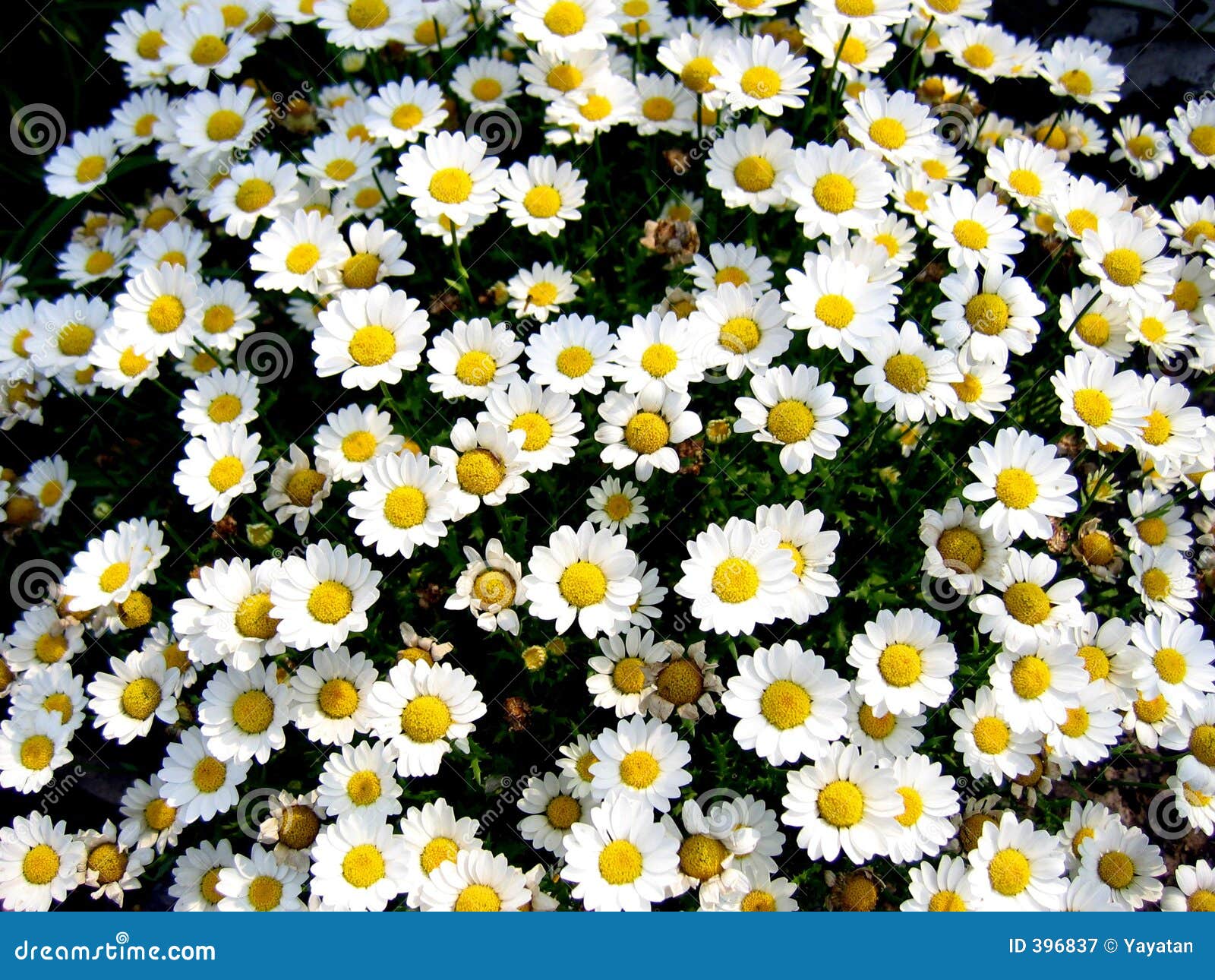 Bed Of Daisies Royalty Free Stock Photography Image 396837