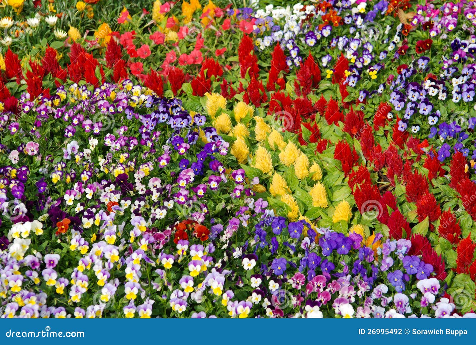 Bed Of Pansies And Cockscomb Flowers Stock Photography - Image ...