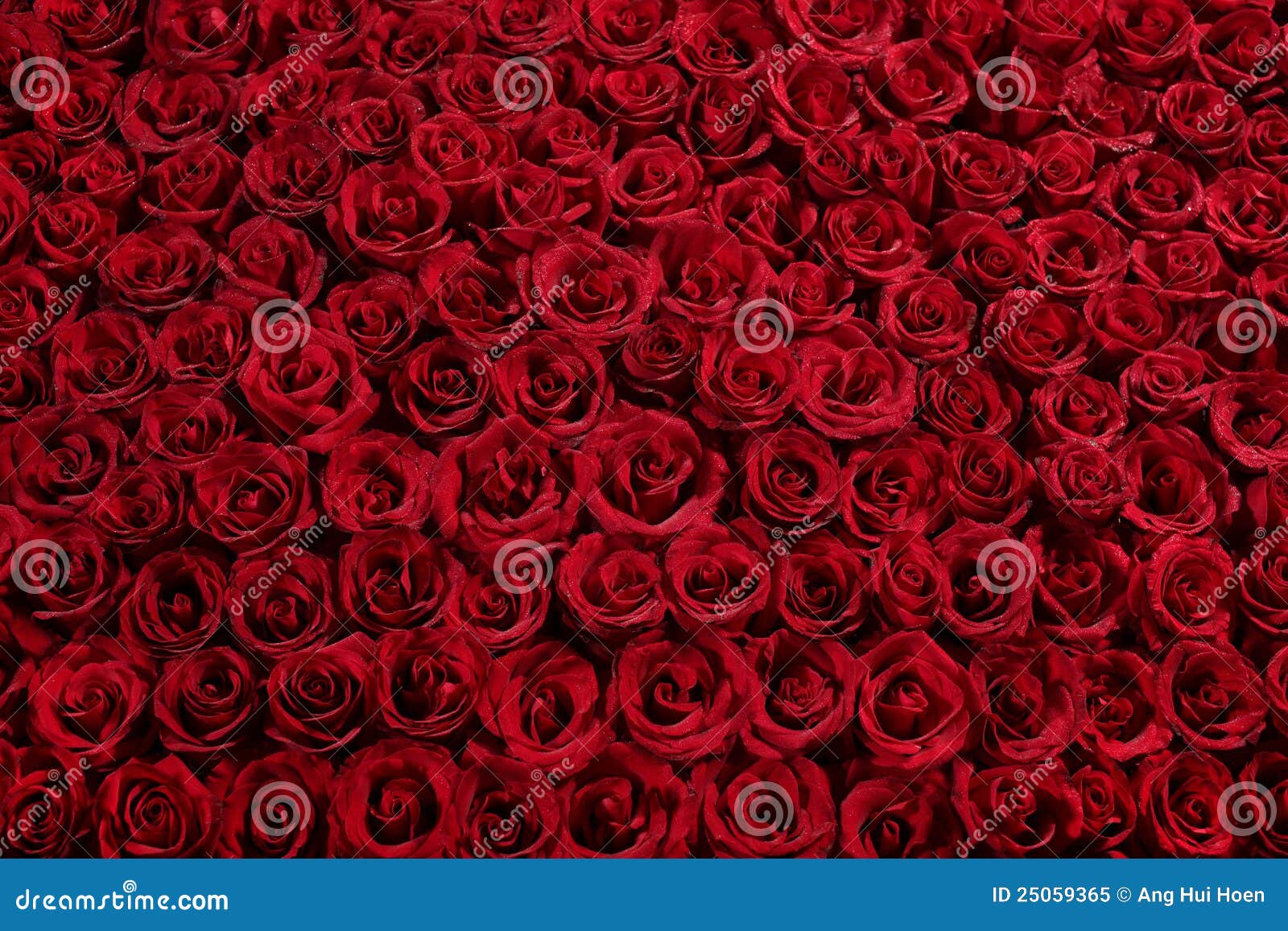 Bed Of Roses Royalty Free Stock Photo - Image: 25059365