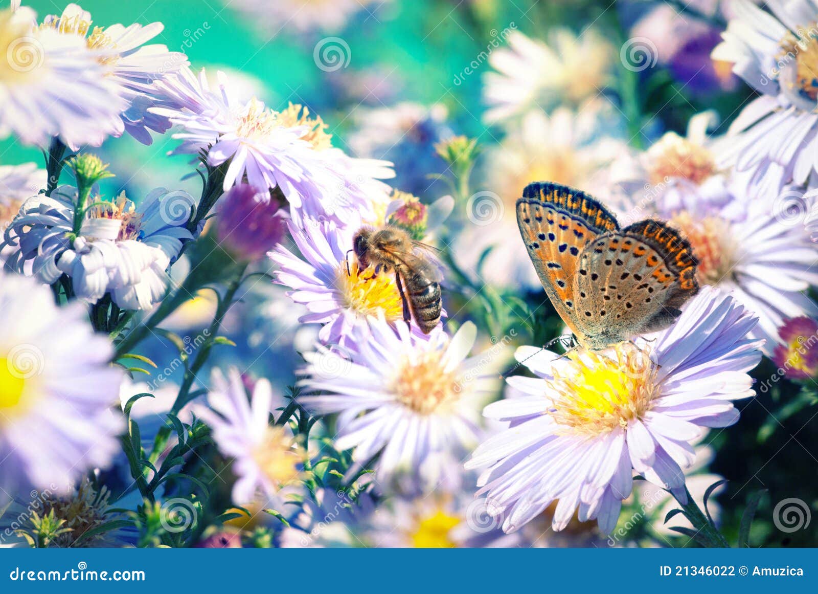 Bee And Butterfly On Flowers Stock Photography Image 21346022