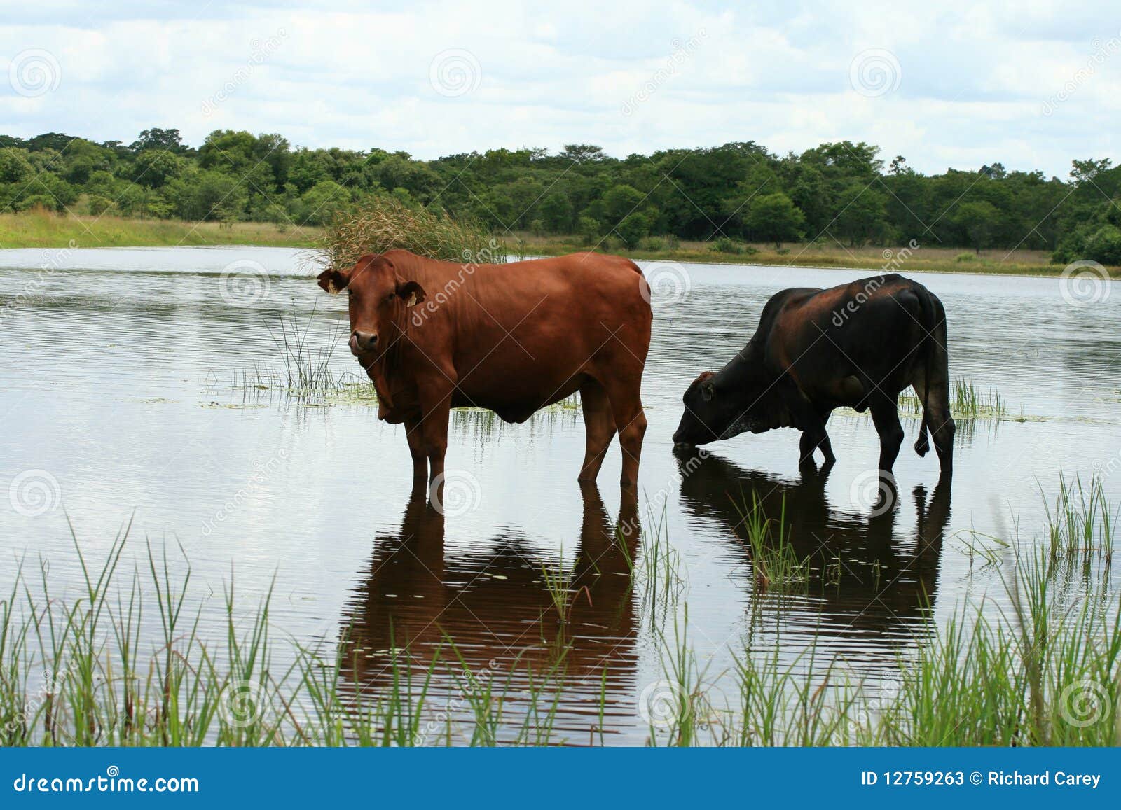 Free beef cattle business plan